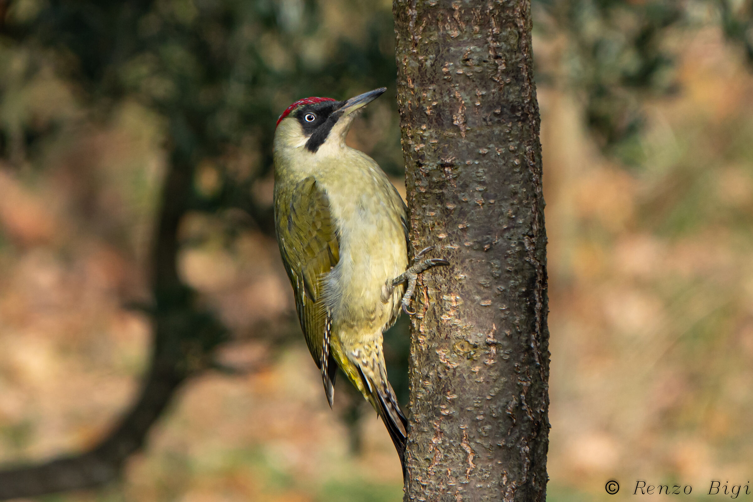 Green woodpecker