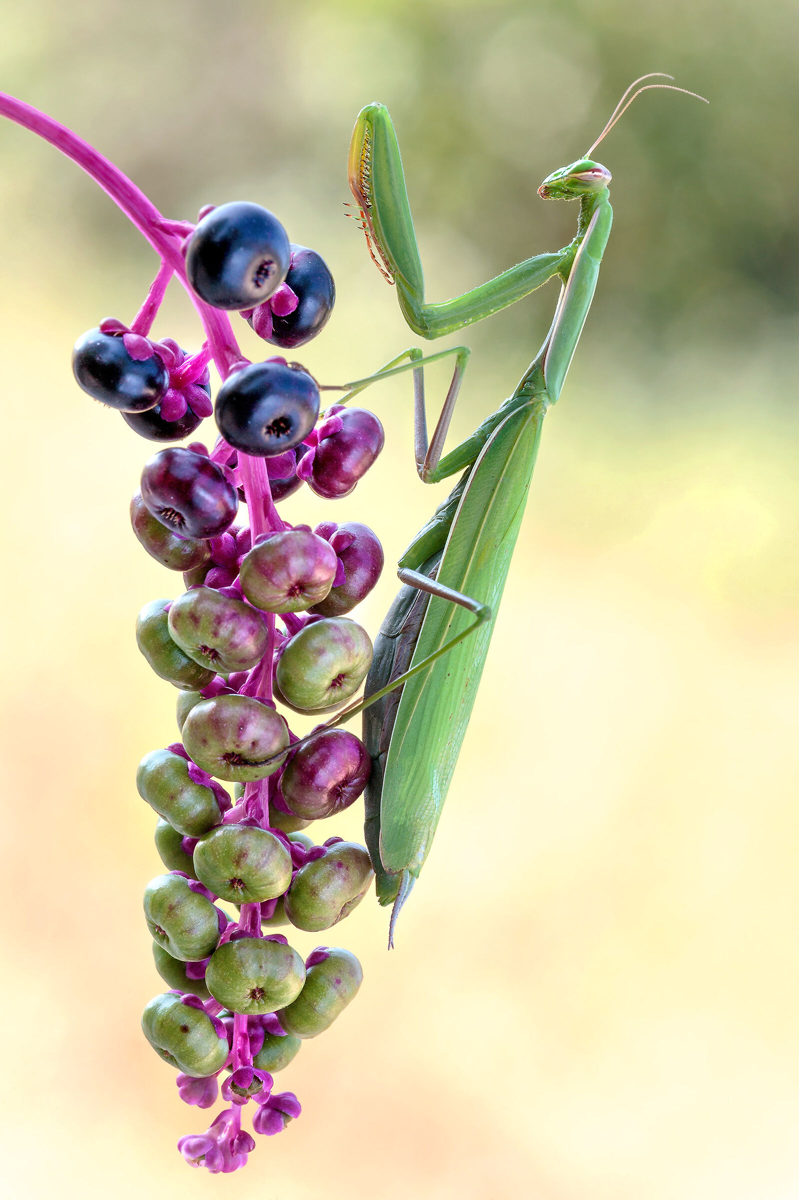 Mantide su Phytolacca americana