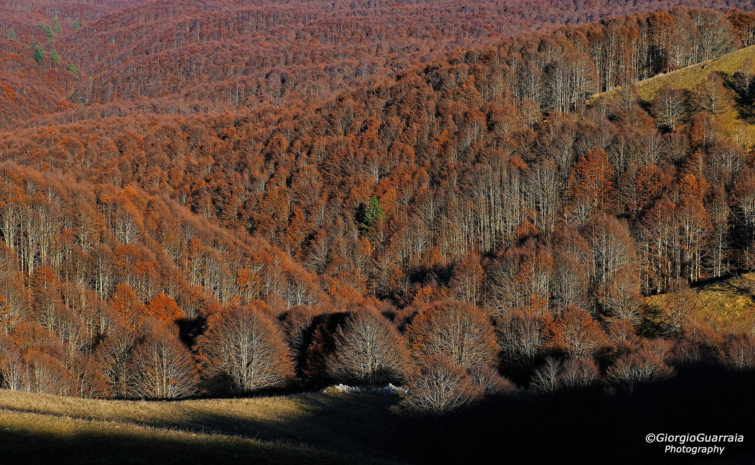 Autunno in Cansiglio
