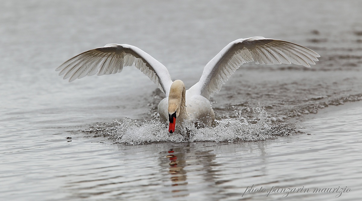 mute swan in its elegance