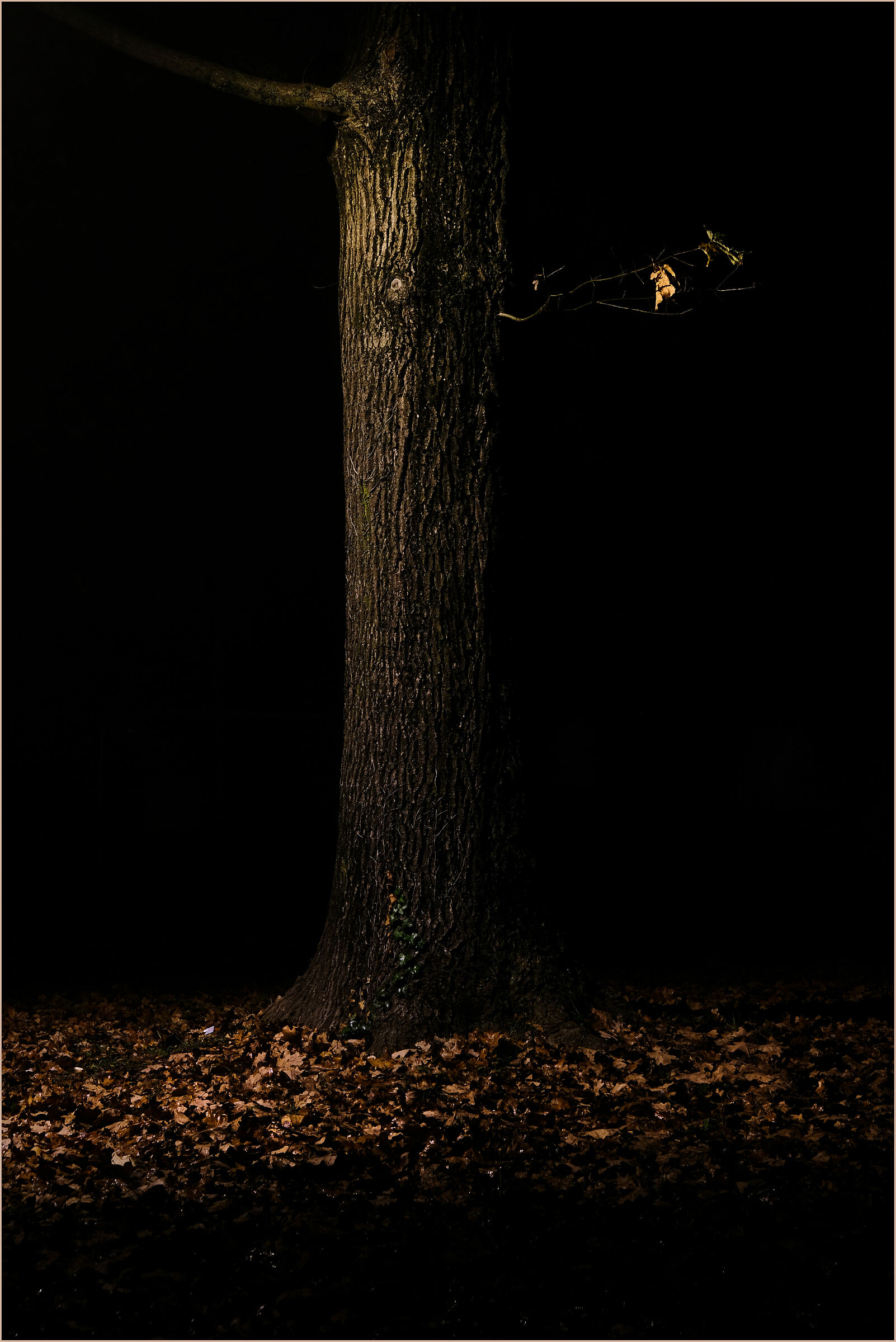 The oak in its essence