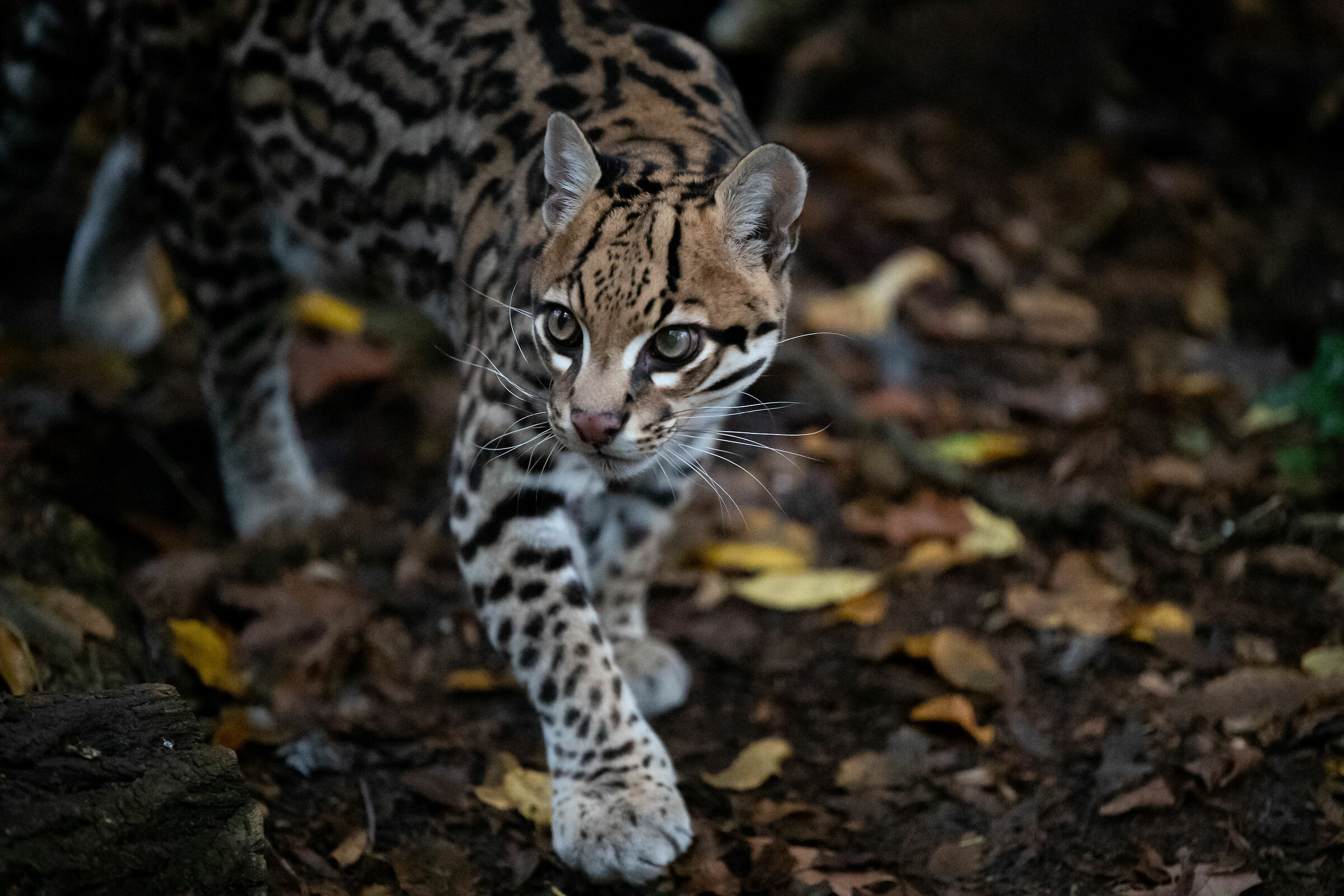 Ocelot