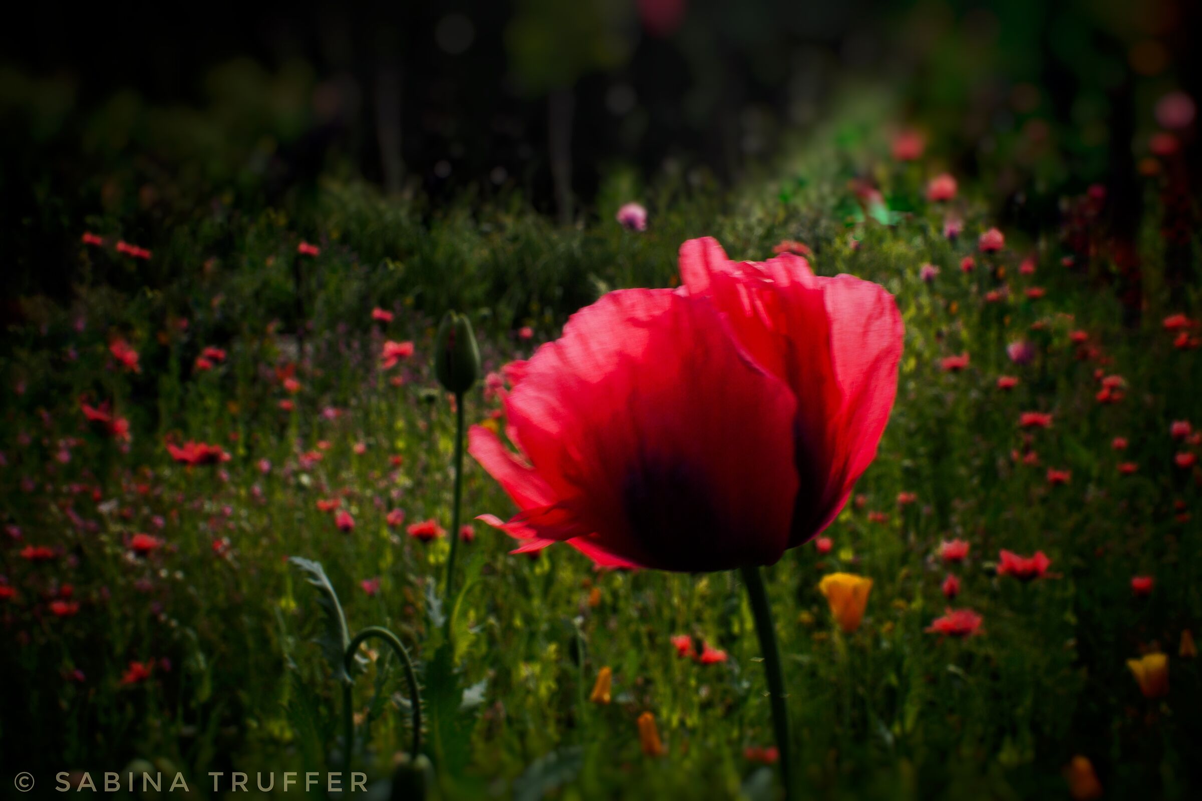 #papavero #redpoppy  #amapola