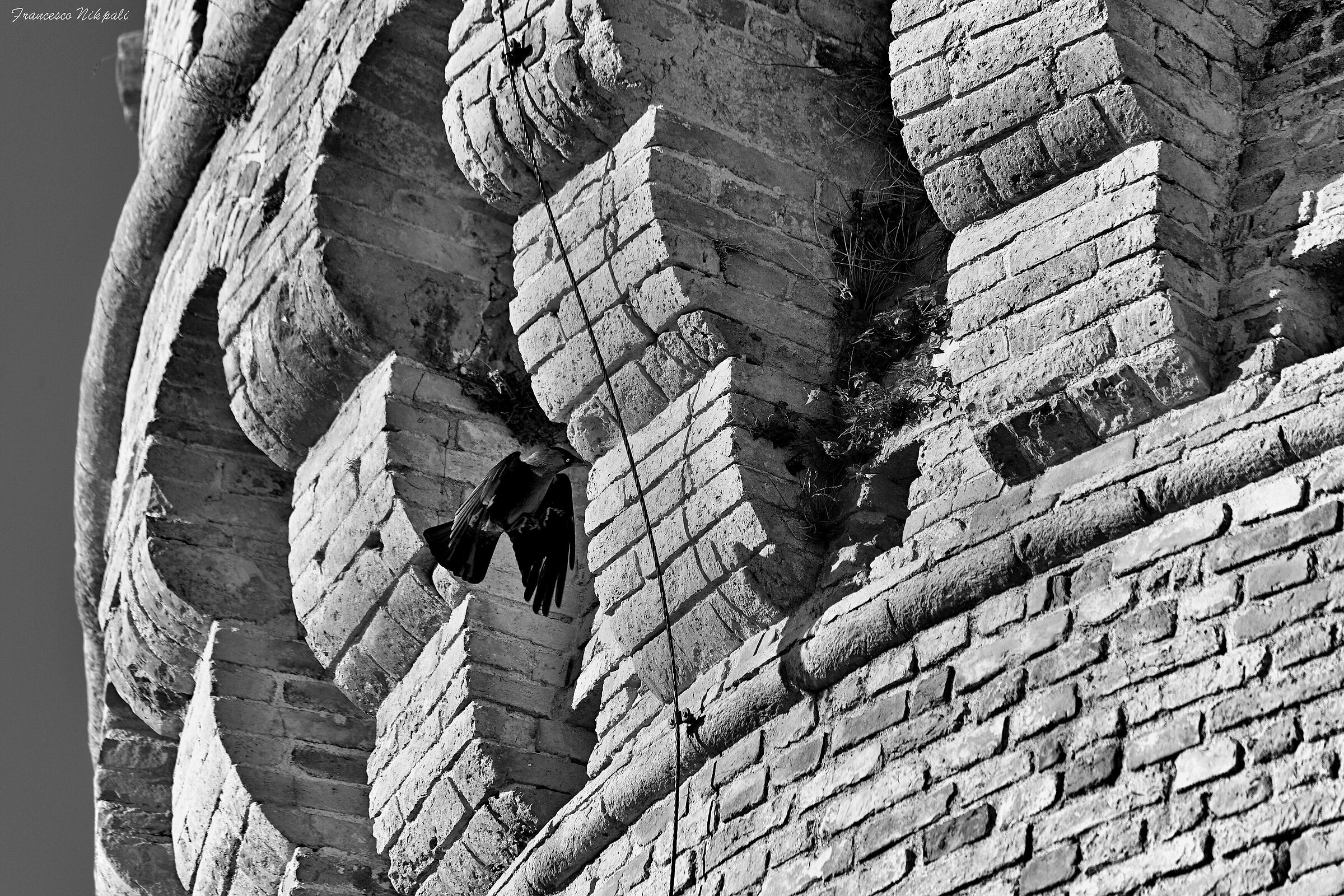 Where the crows dare
