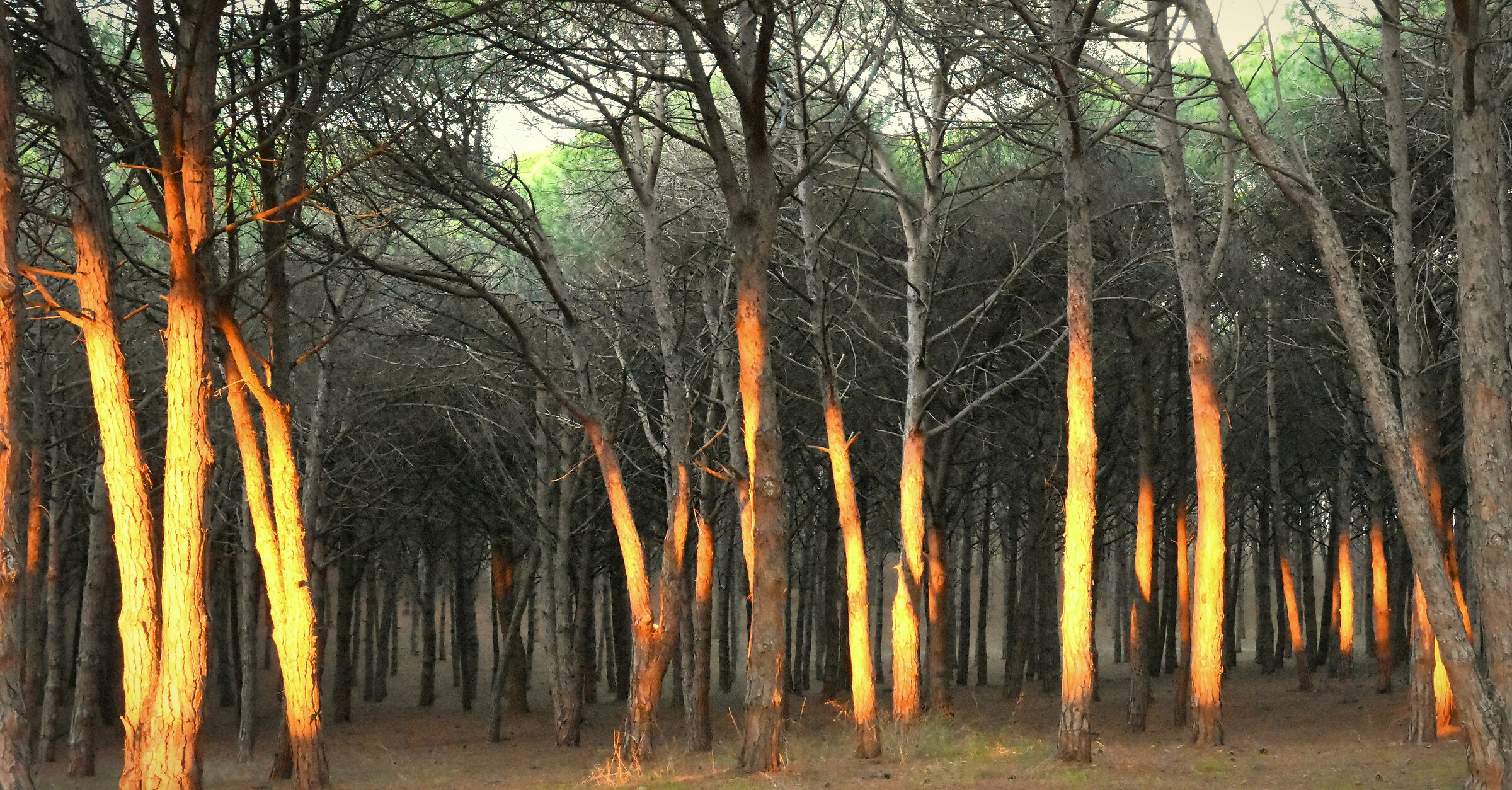 La pineta si illumina,la pineta brucia...