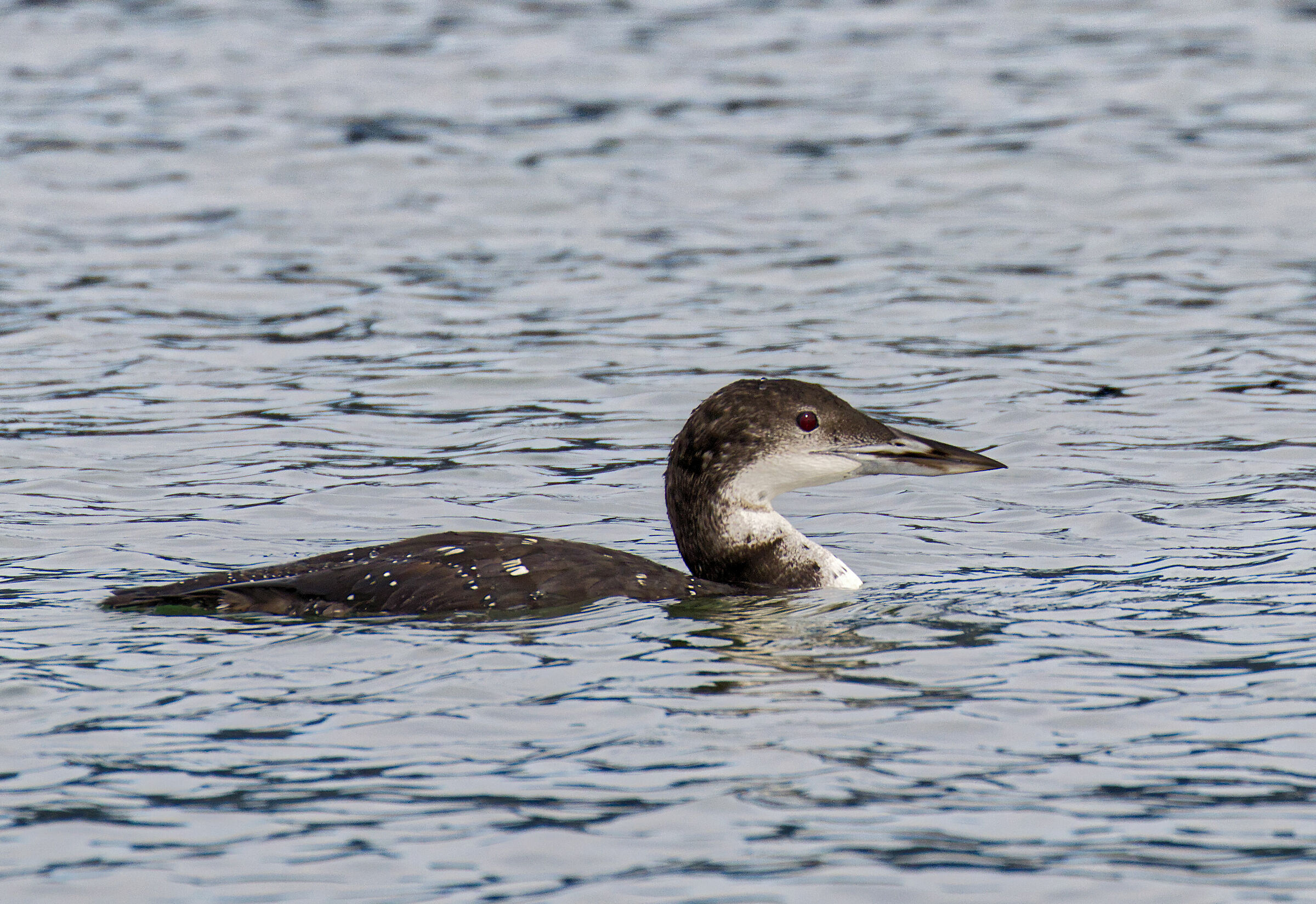 qualcuno sa tipo di uccello?