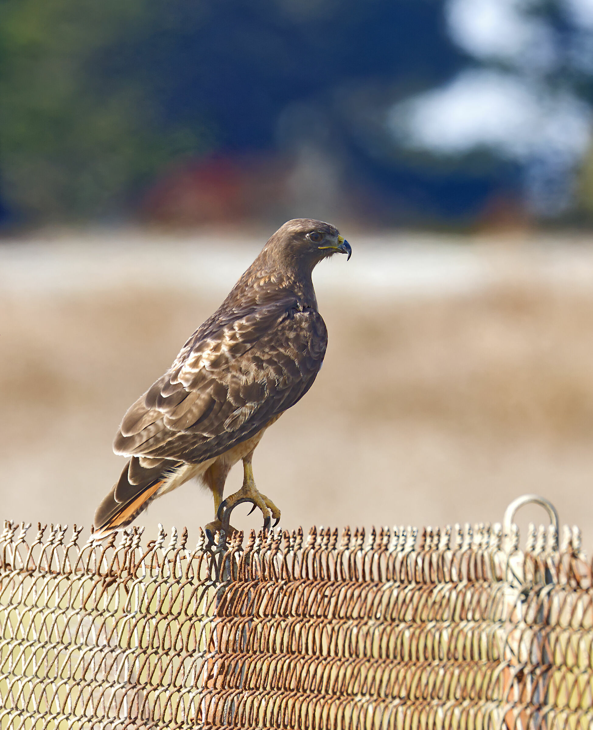 Massaggio ai piedi...