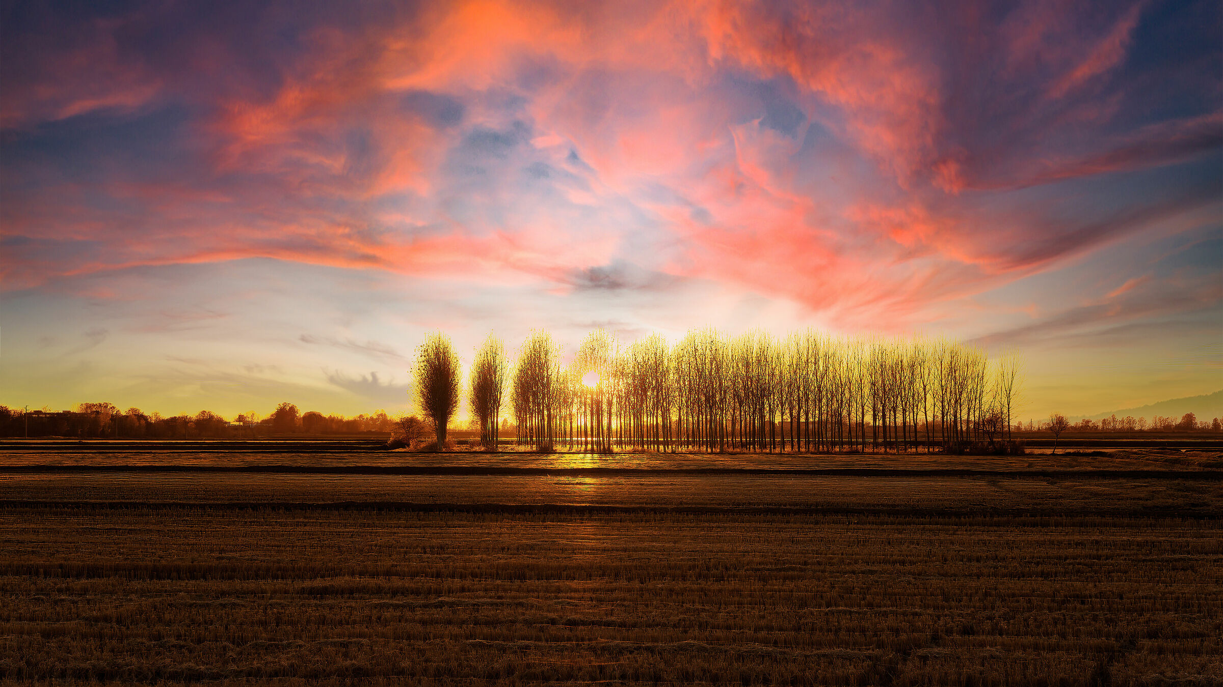 Sunset among poplars