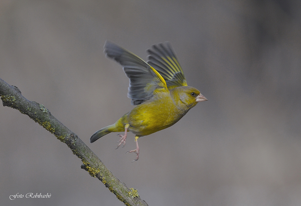 Ver.... decollo........