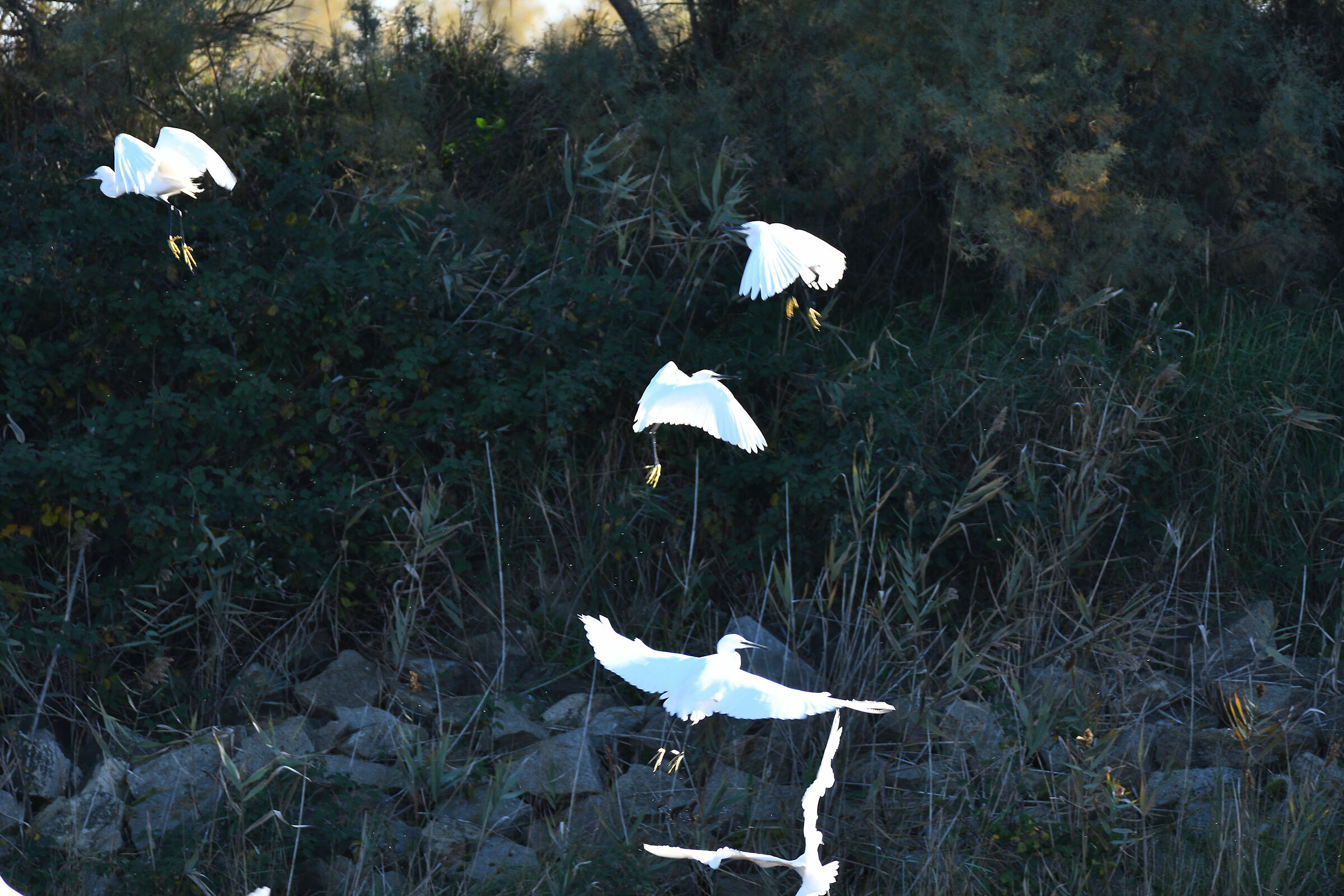 The take-off of the Egrets