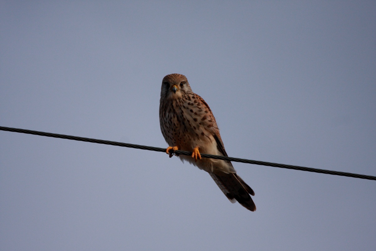 kestrel