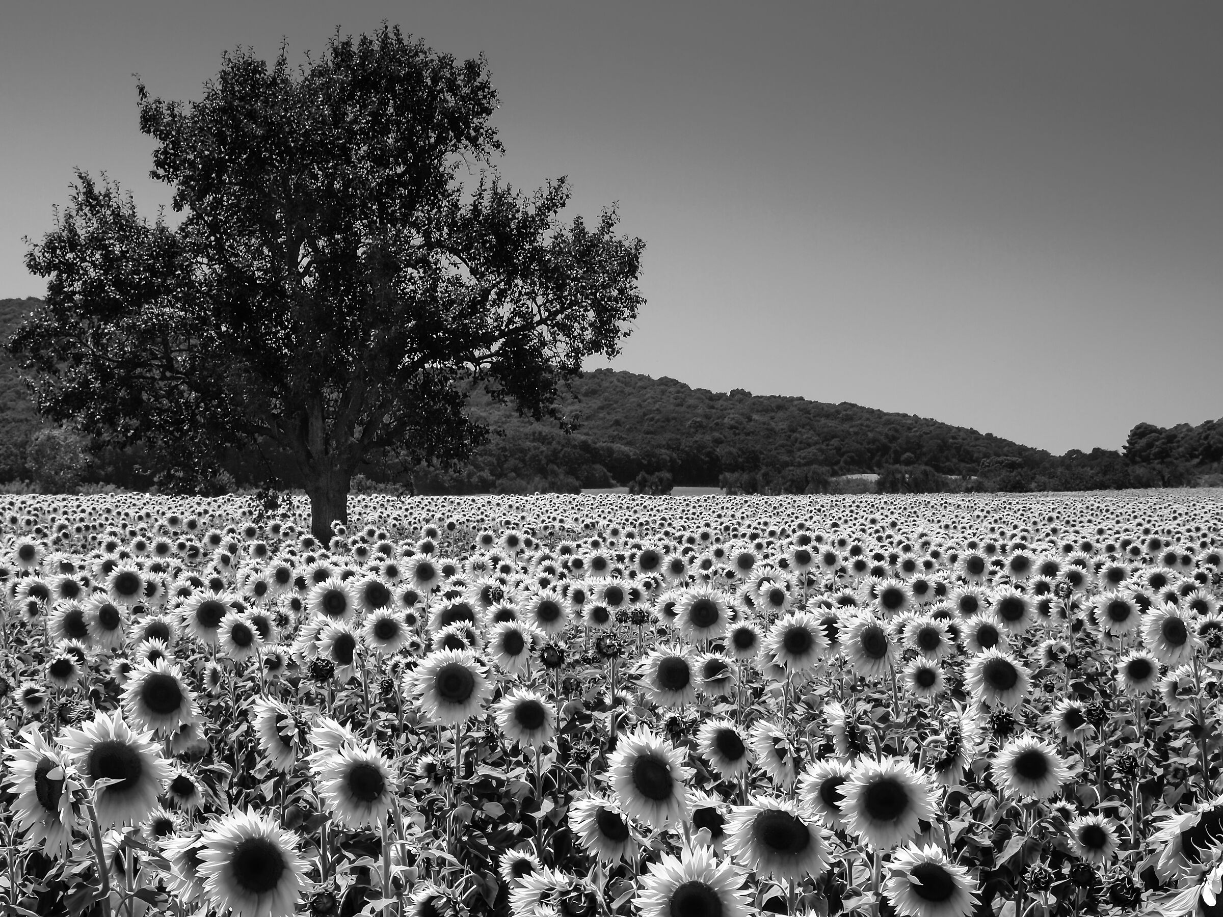 Sunflowers