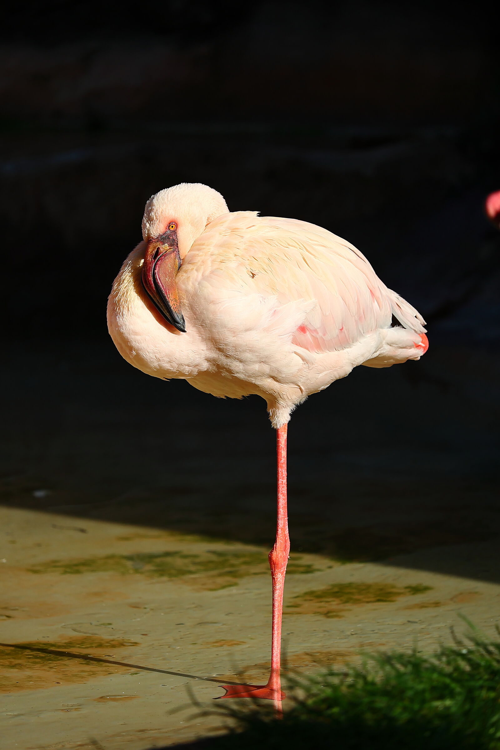 Fenicottero Rosa (Phoenicopterus roseus)
