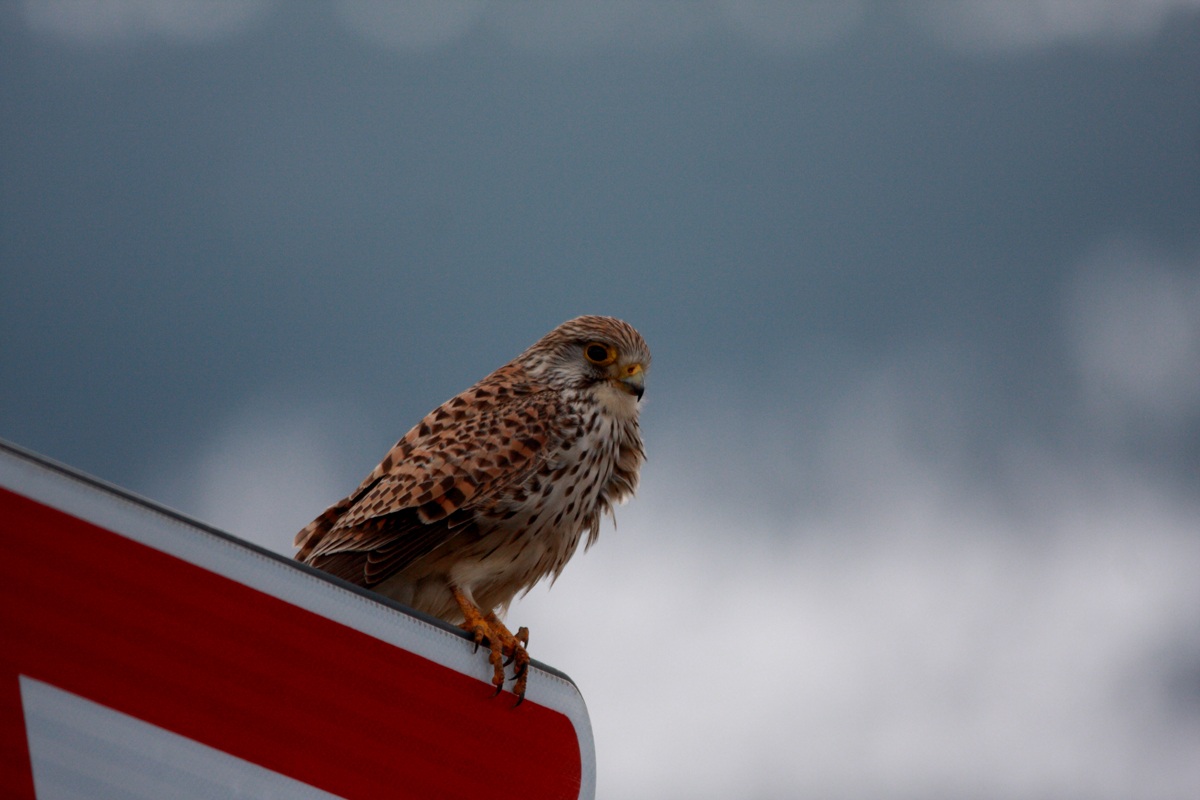 Give priority .... ...