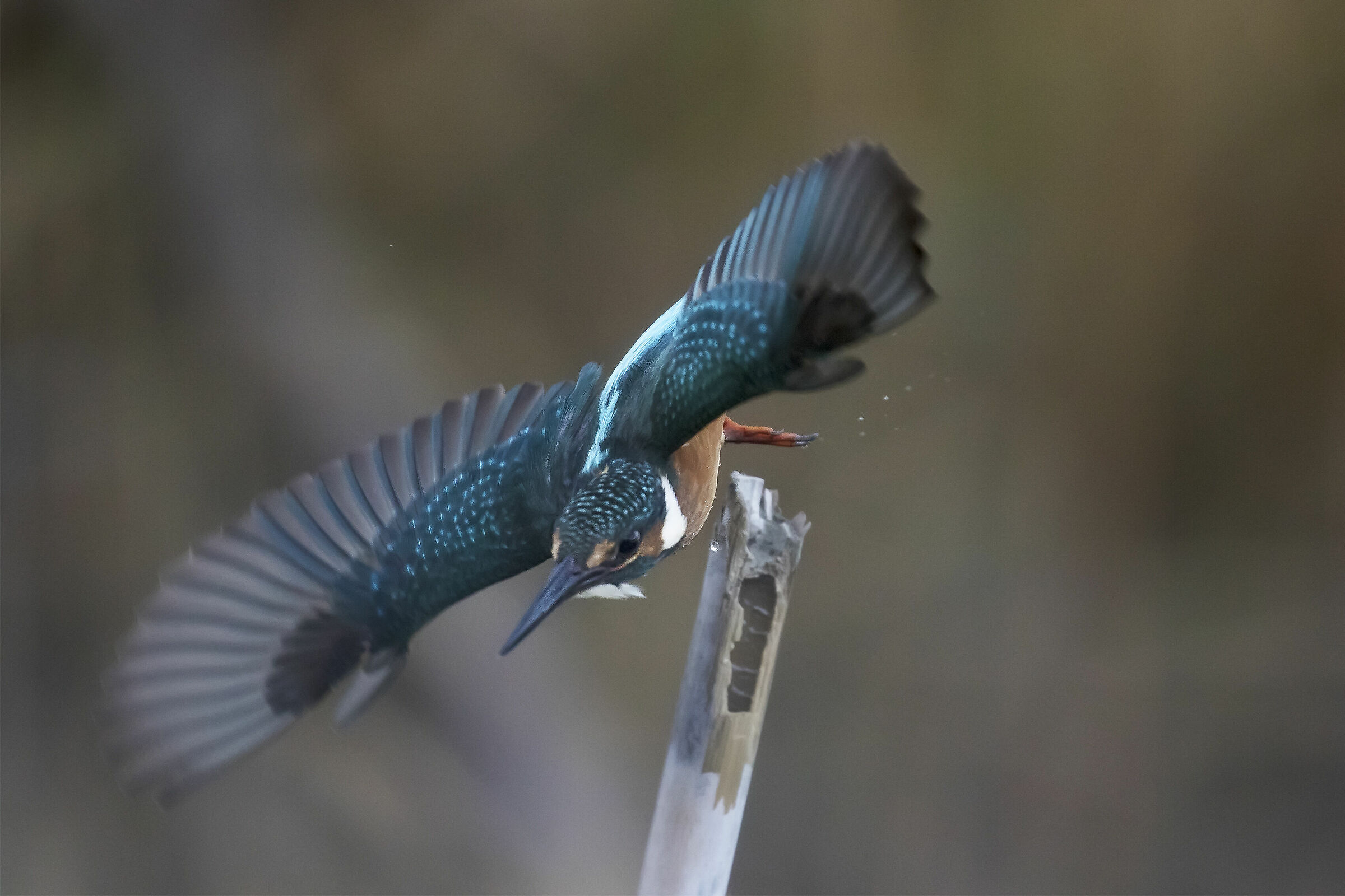 Il tuffo del Martino
