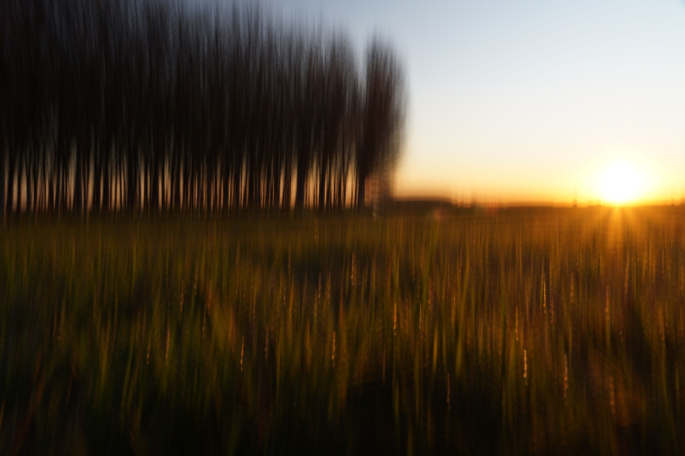 L'alba, l'inverno, i pioppi...