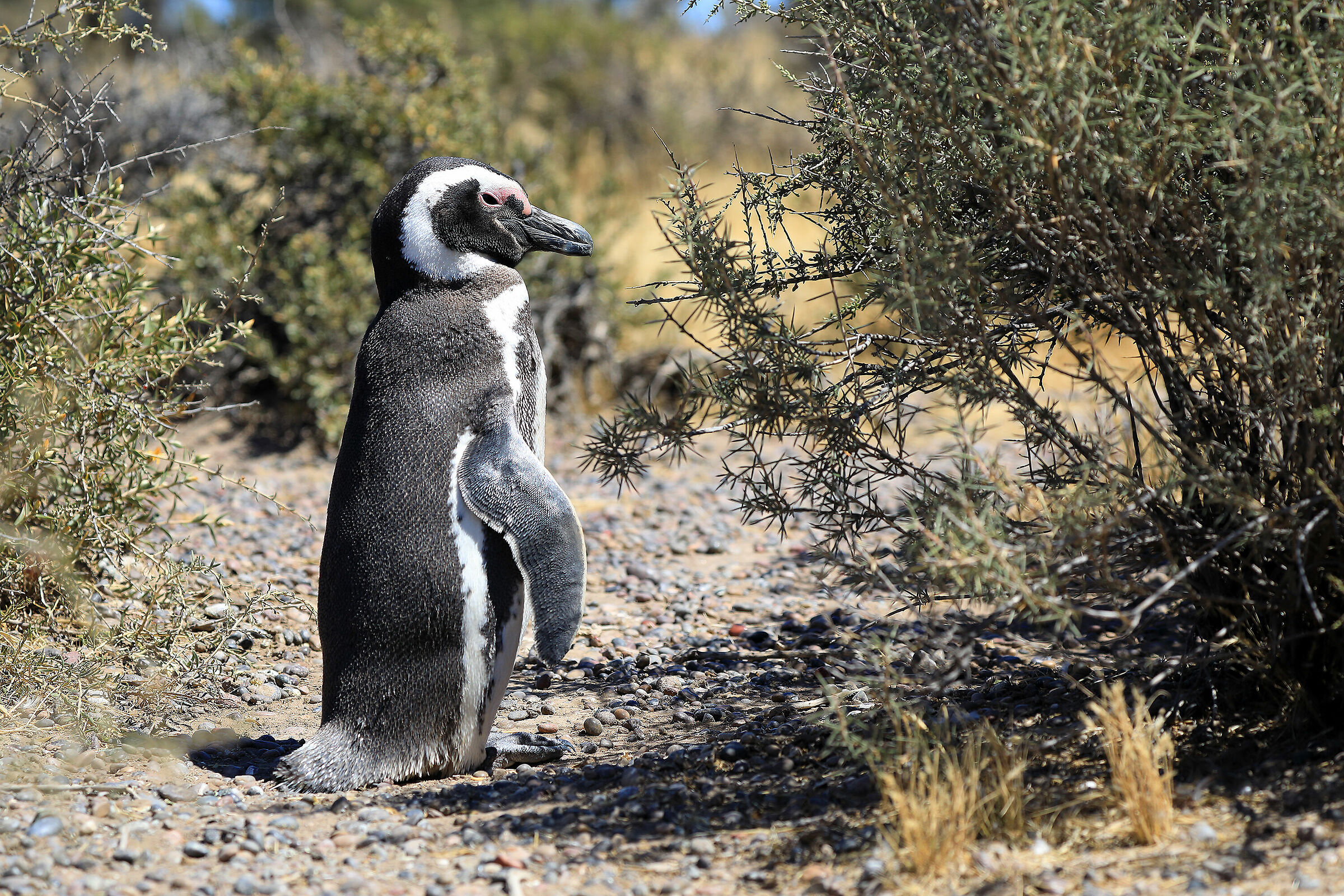 Magellanic Penguin - Punta Tombo
