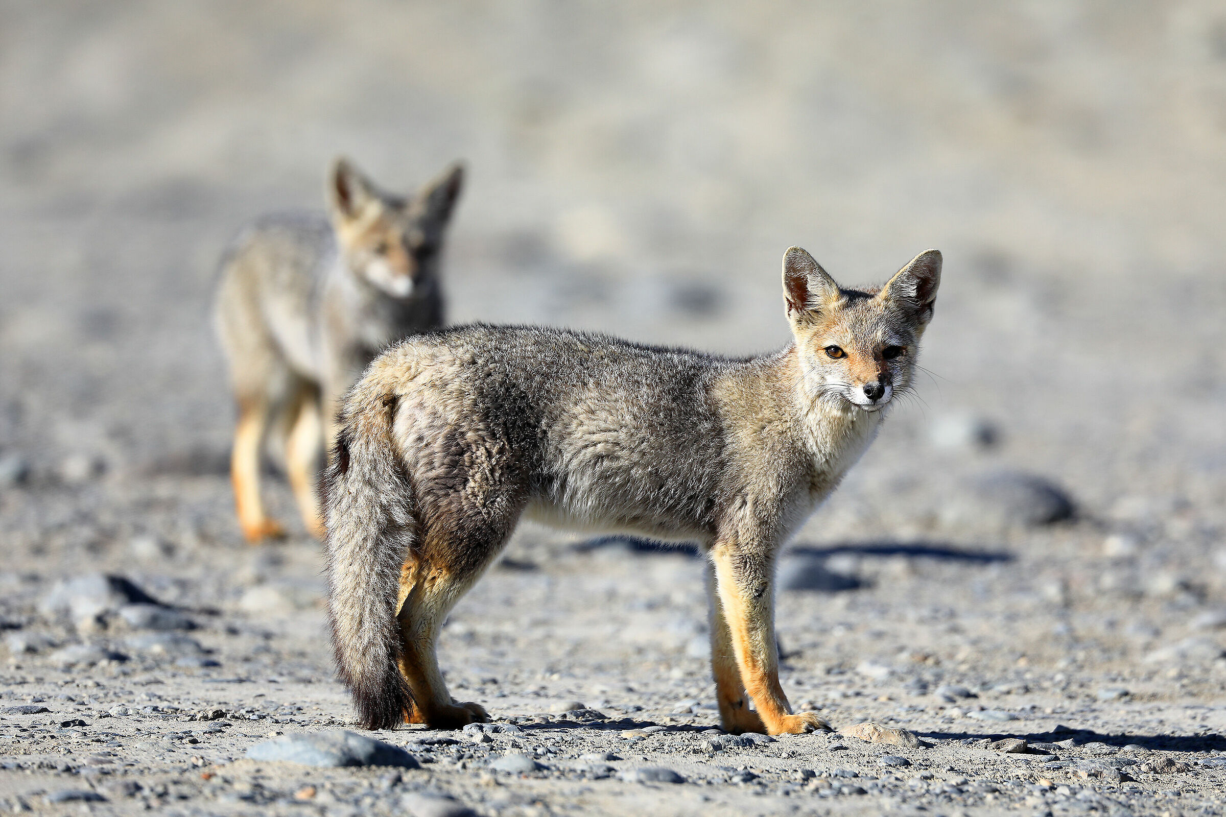 Patagonian Gray Fox (Lycalopex culpaeus)