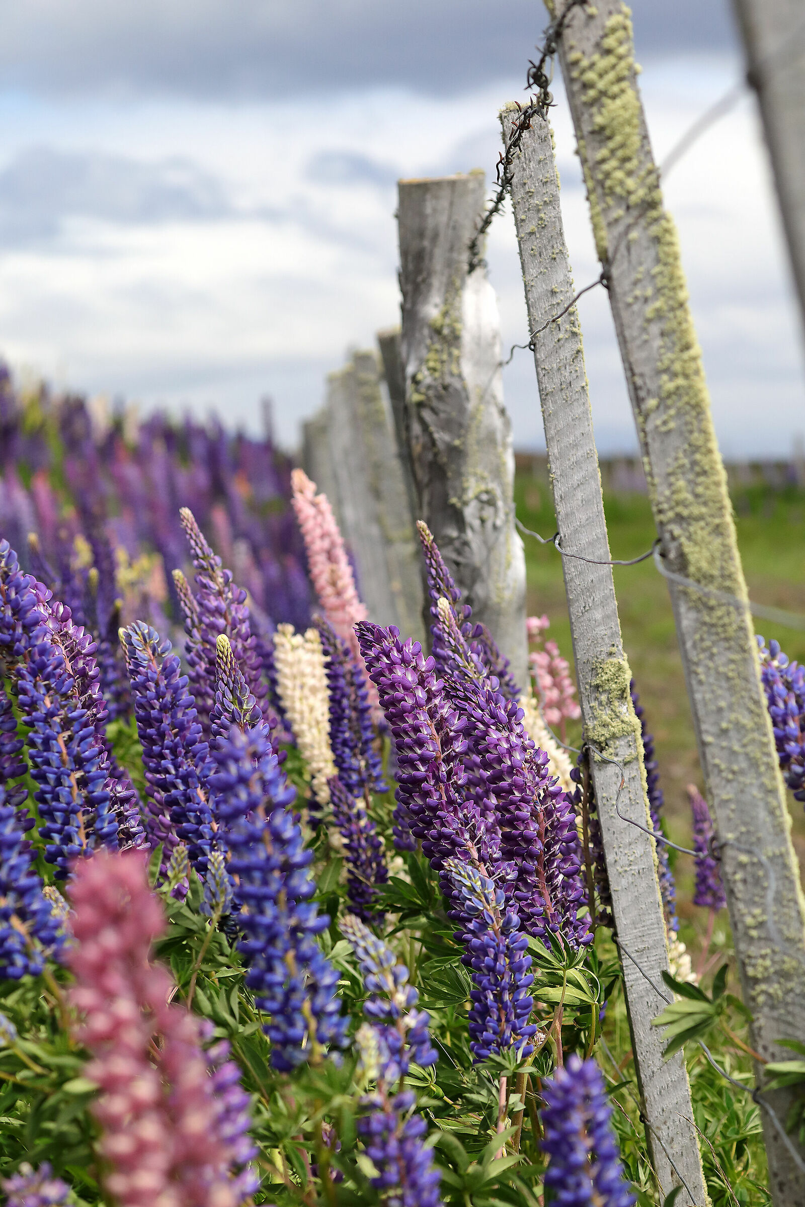 Lupini - Chilean Patagonia