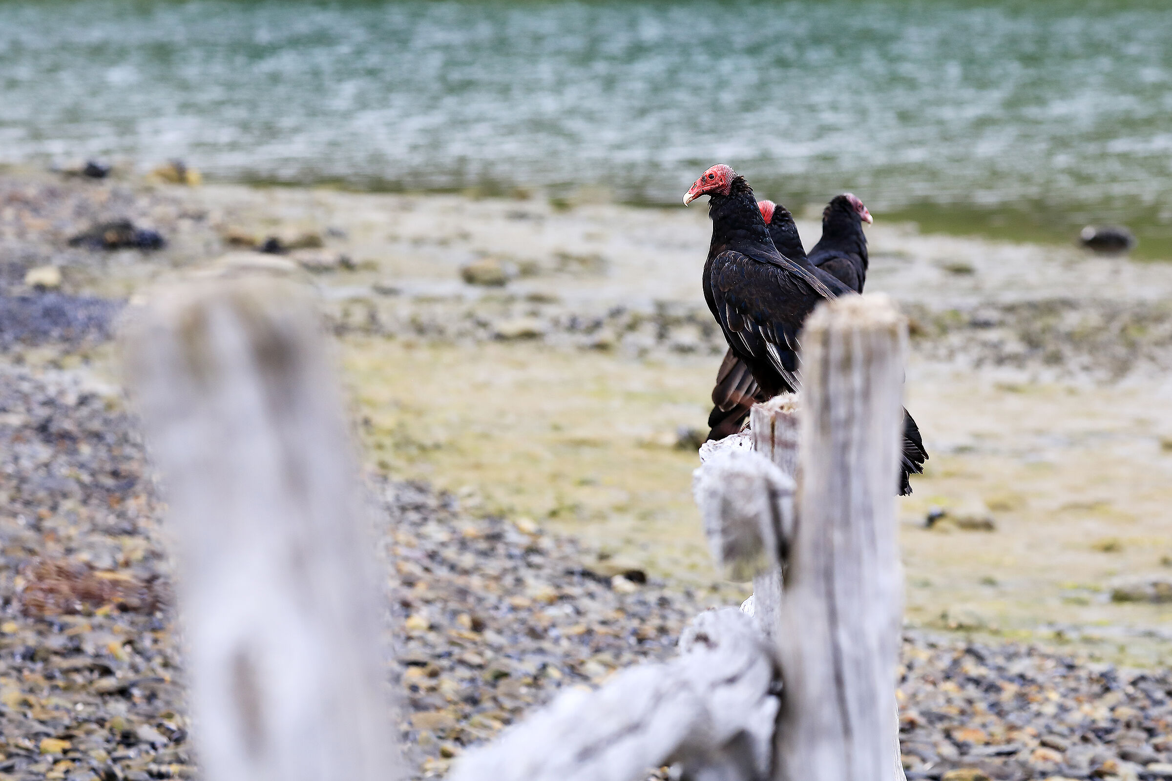 Red-necked Vultures (Cathartes aura) - Beagle Channel