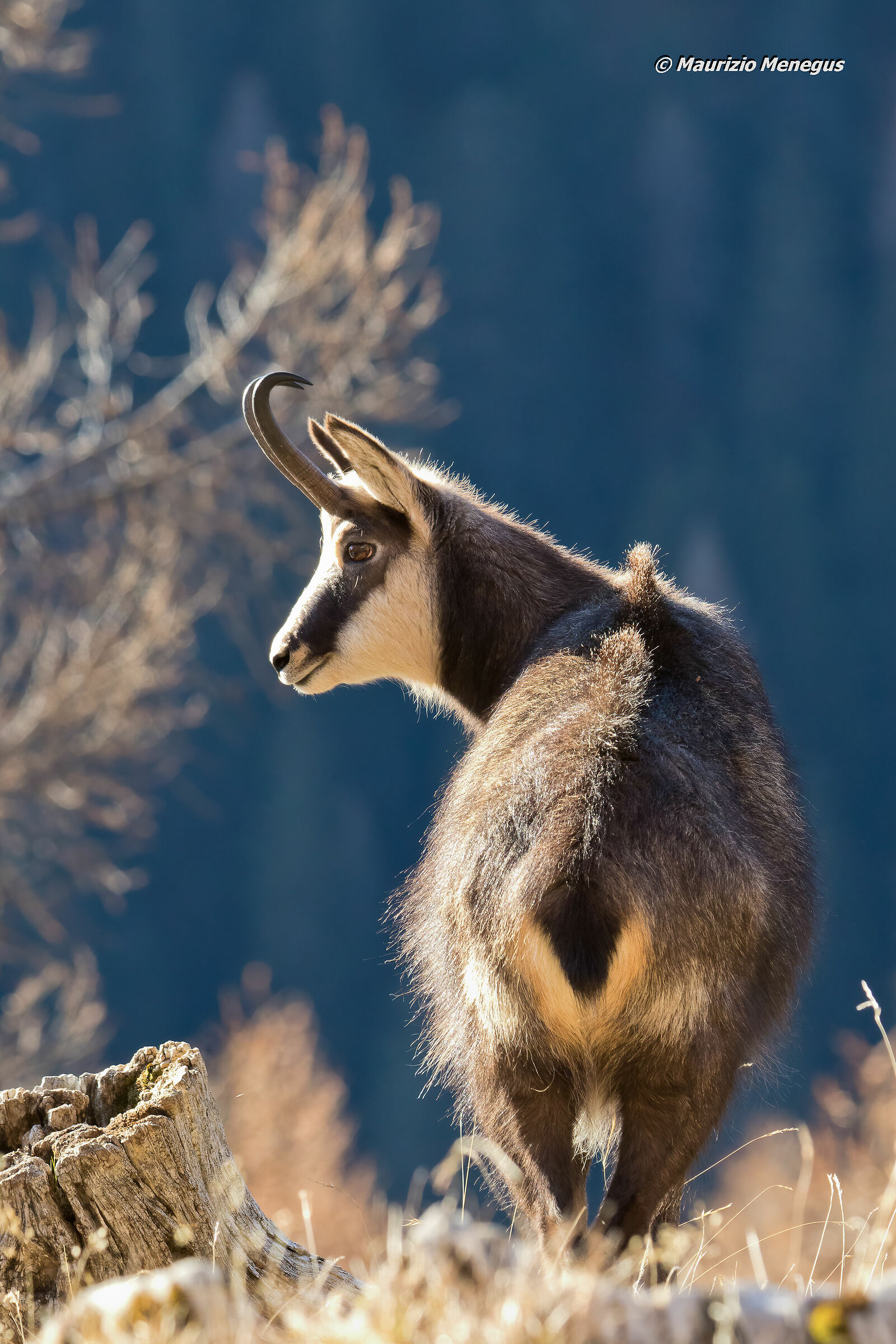 Camoscio alpino 5