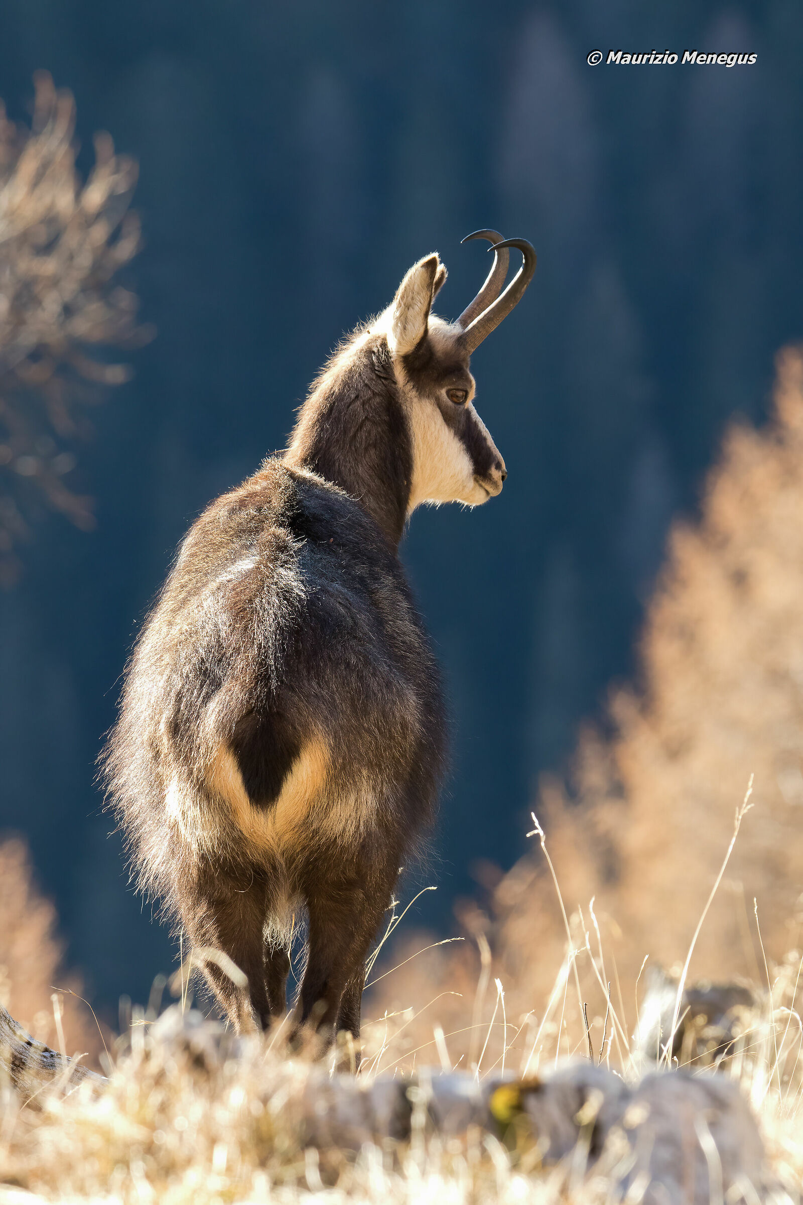 Camoscio alpino 8