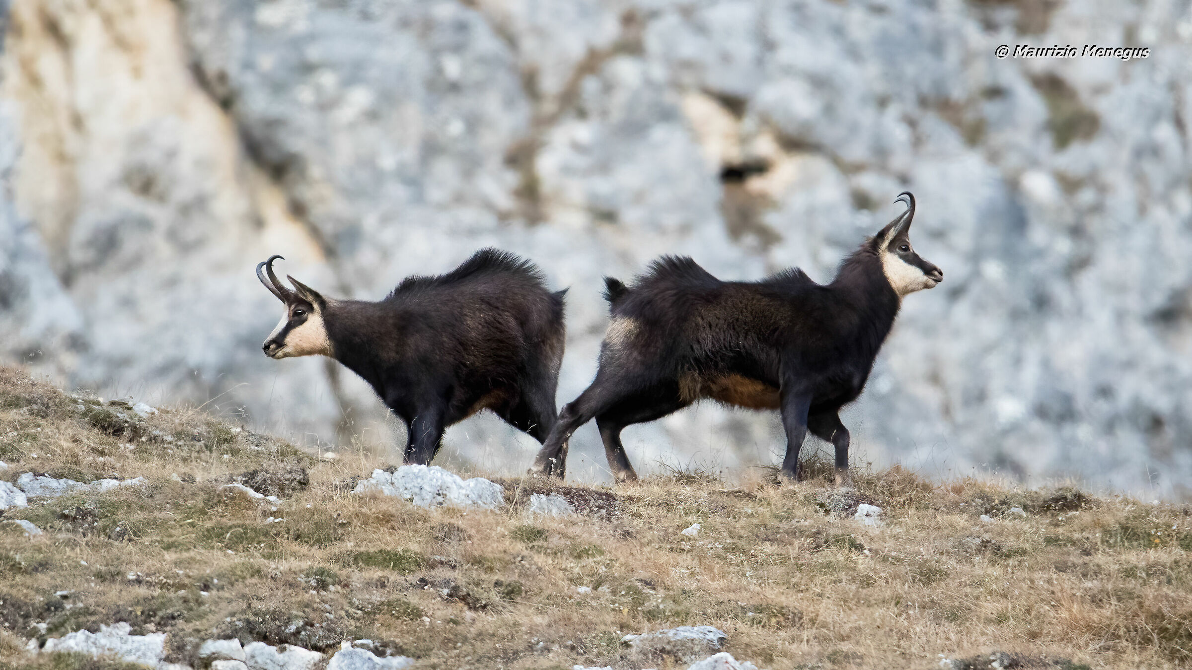 Camoscio alpino 11