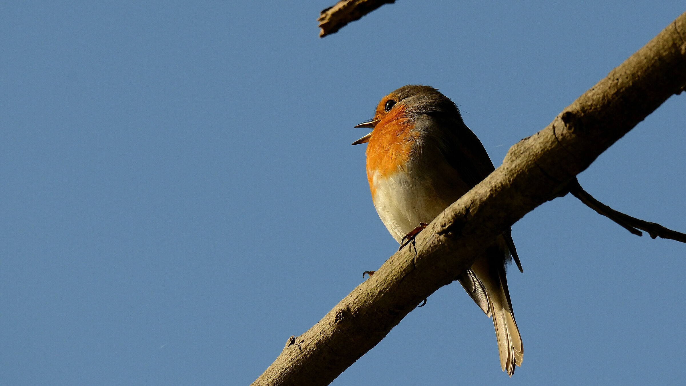 Robin