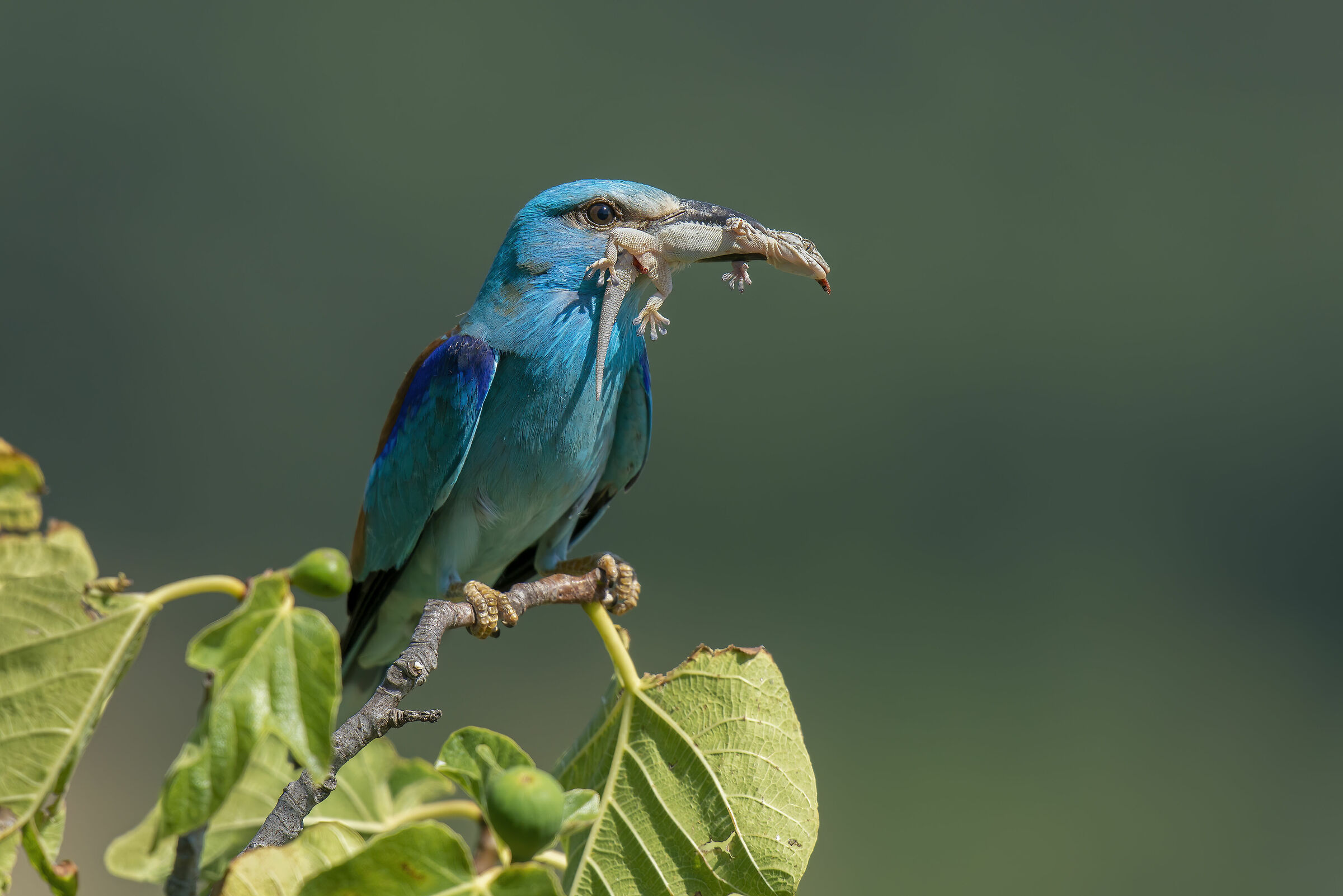 Ghiandaia marina&Geco