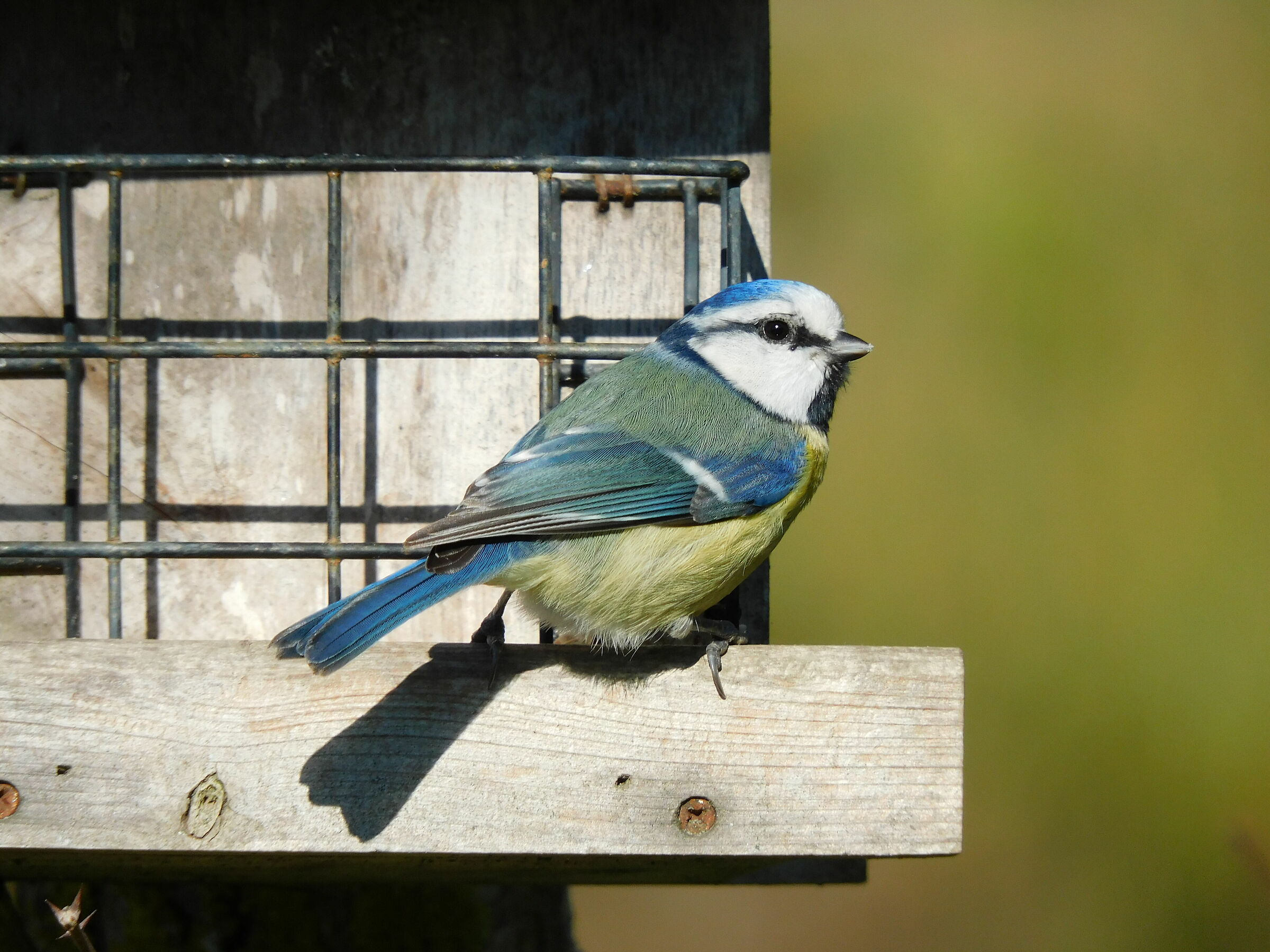 nessun trattamento (1440mm equiv.)