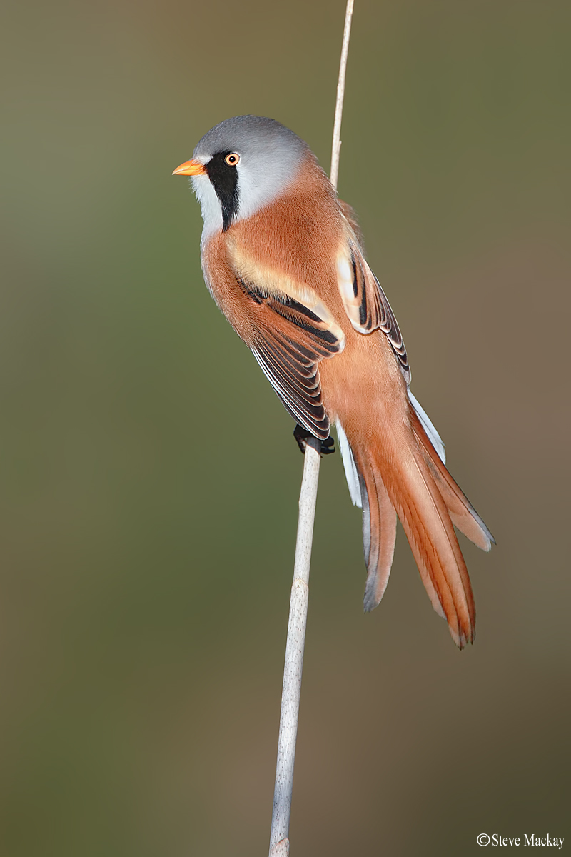 Bearded Tit
