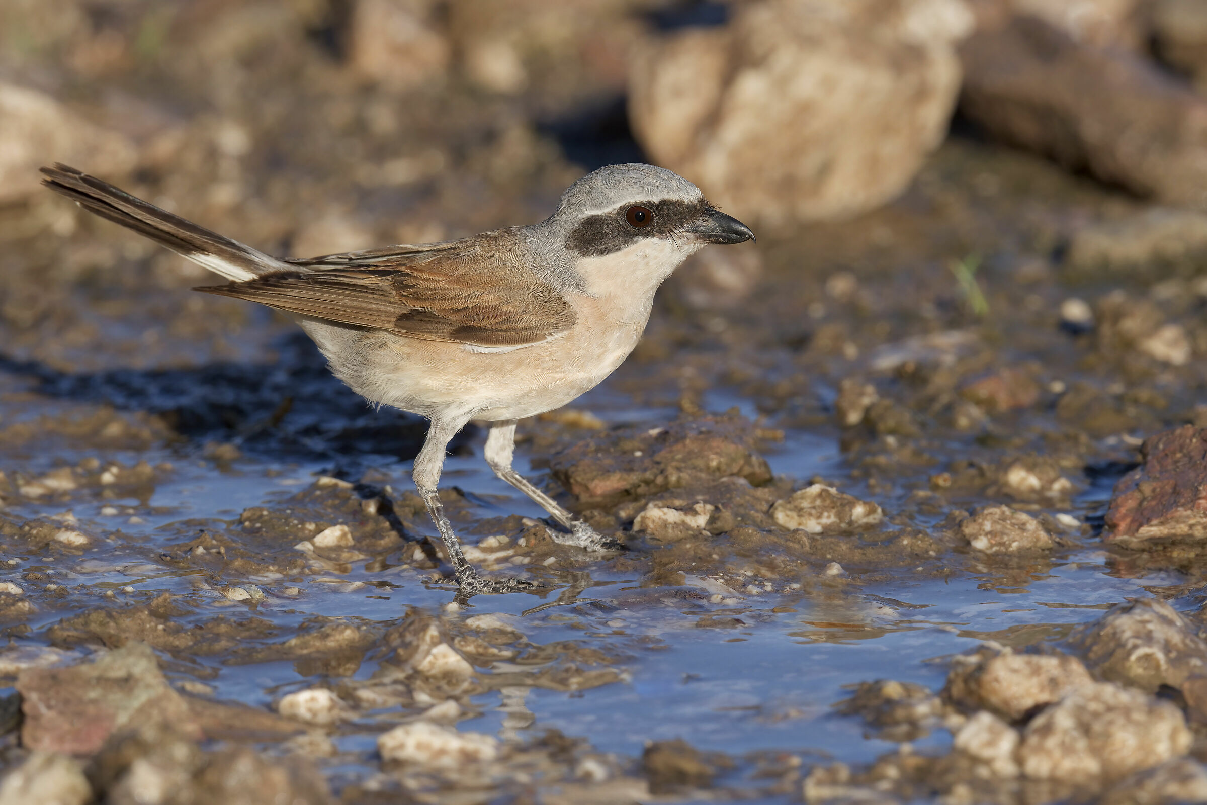 Averla piccola (Lanius collurio)