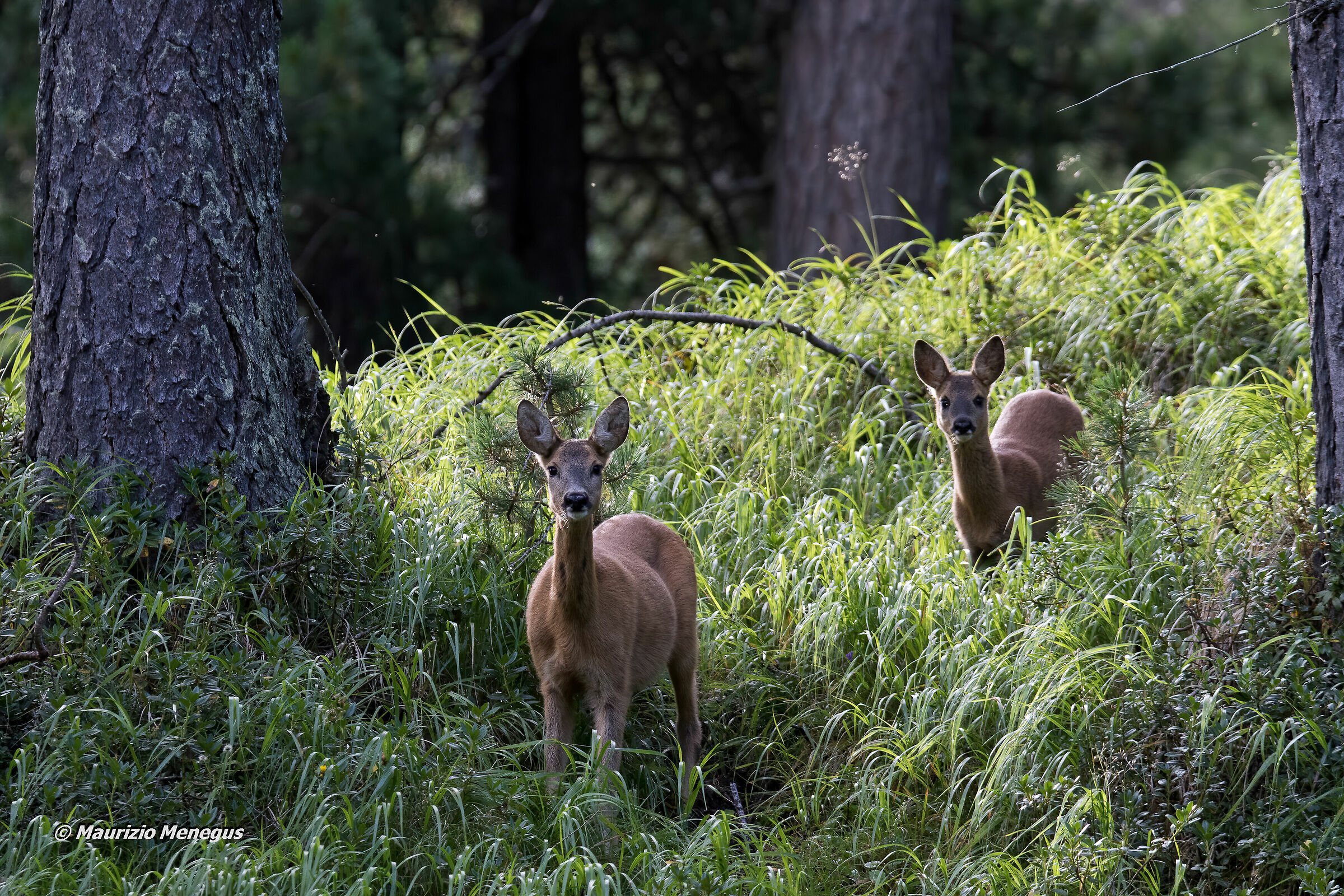 Femmina e piccolo in agosto