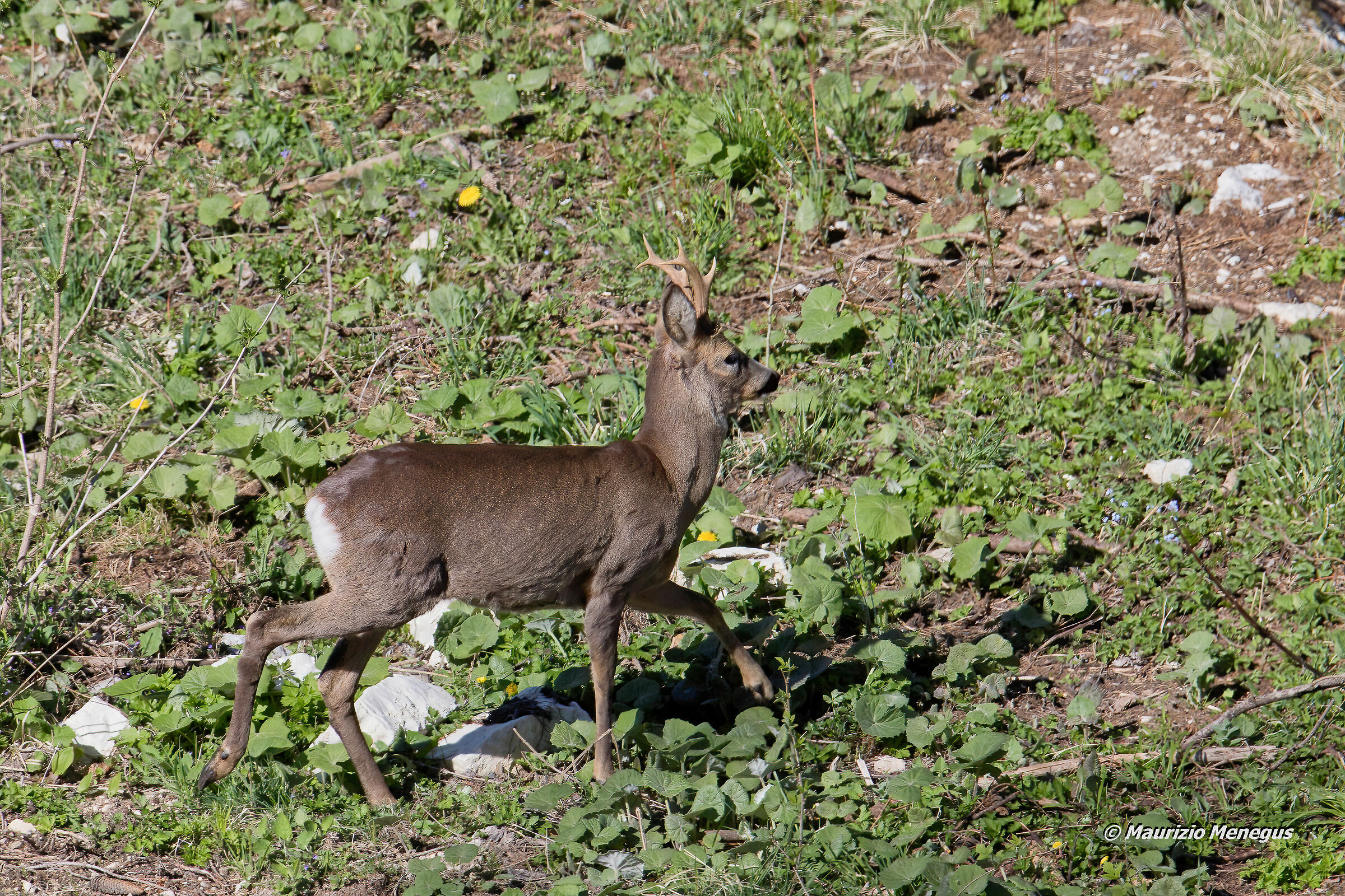 Il capriolo si allontana