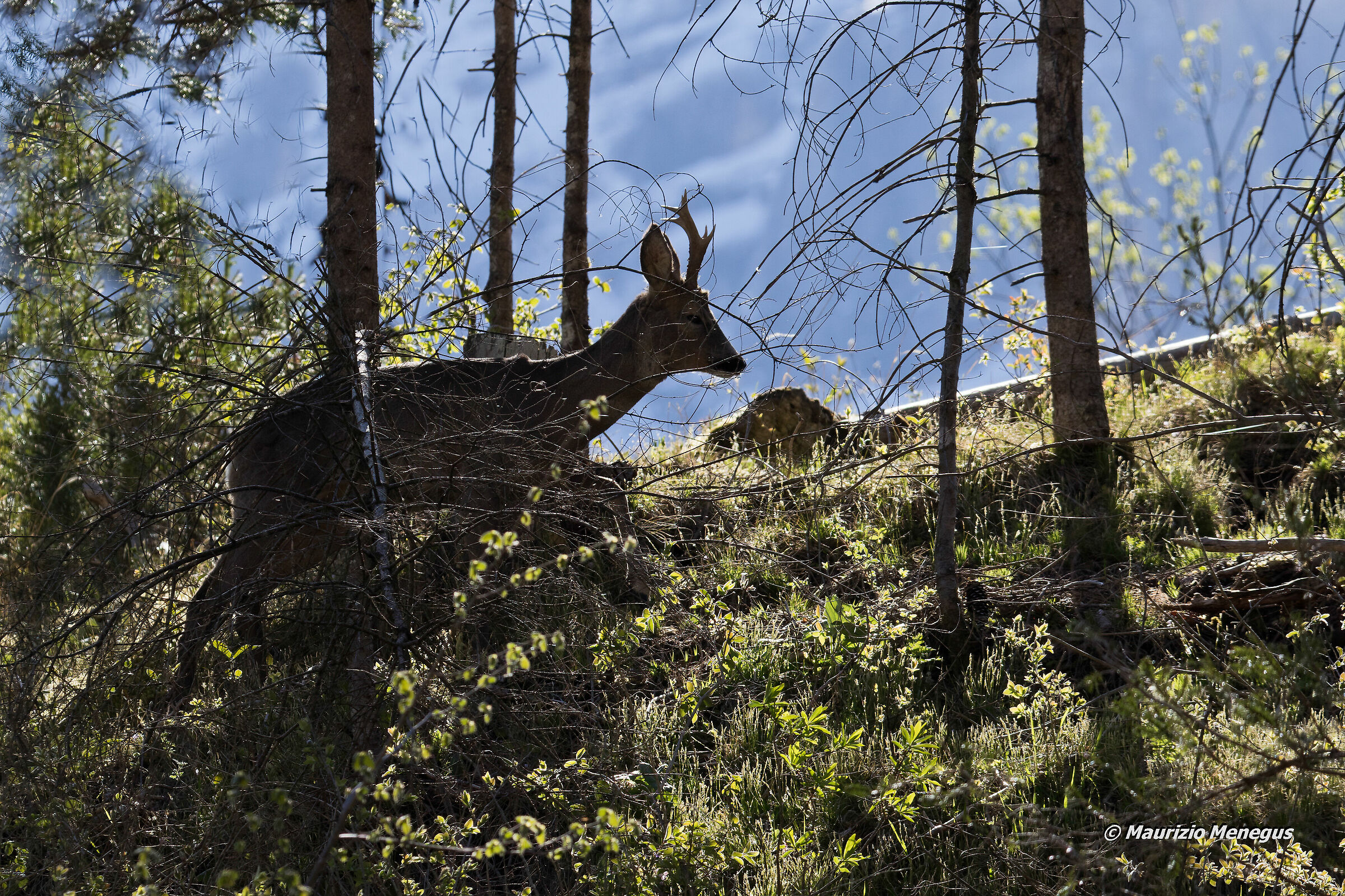 Capriolo in controluce