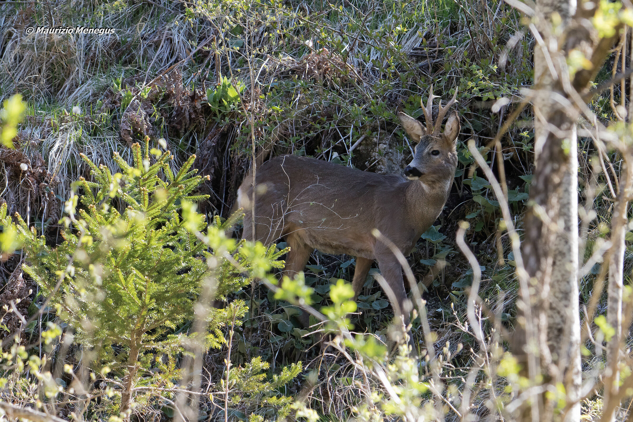 Capriolo nel sottobosco