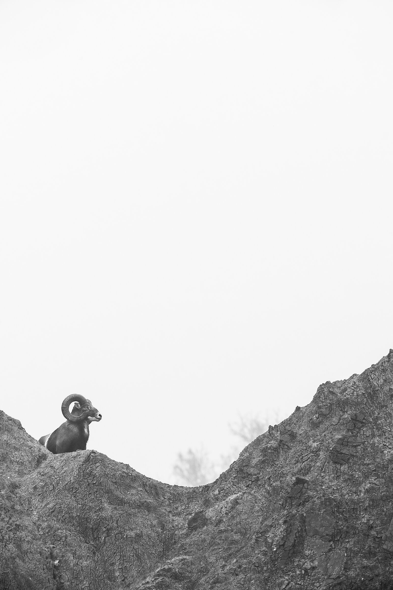 Muflone ..una nuova scoperta