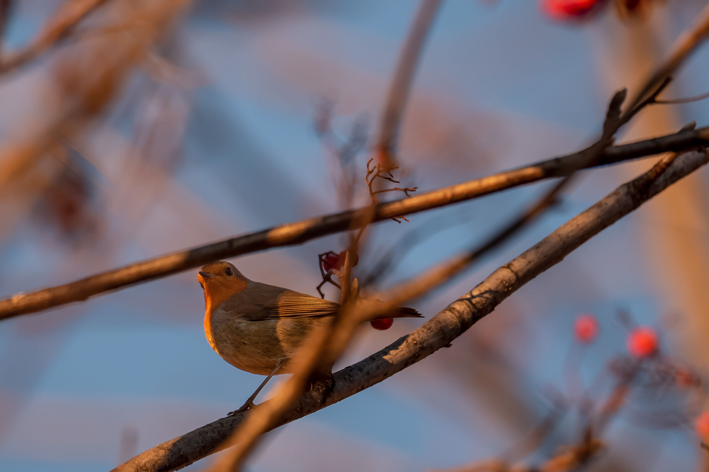 Robin (Erithacusrubecula)