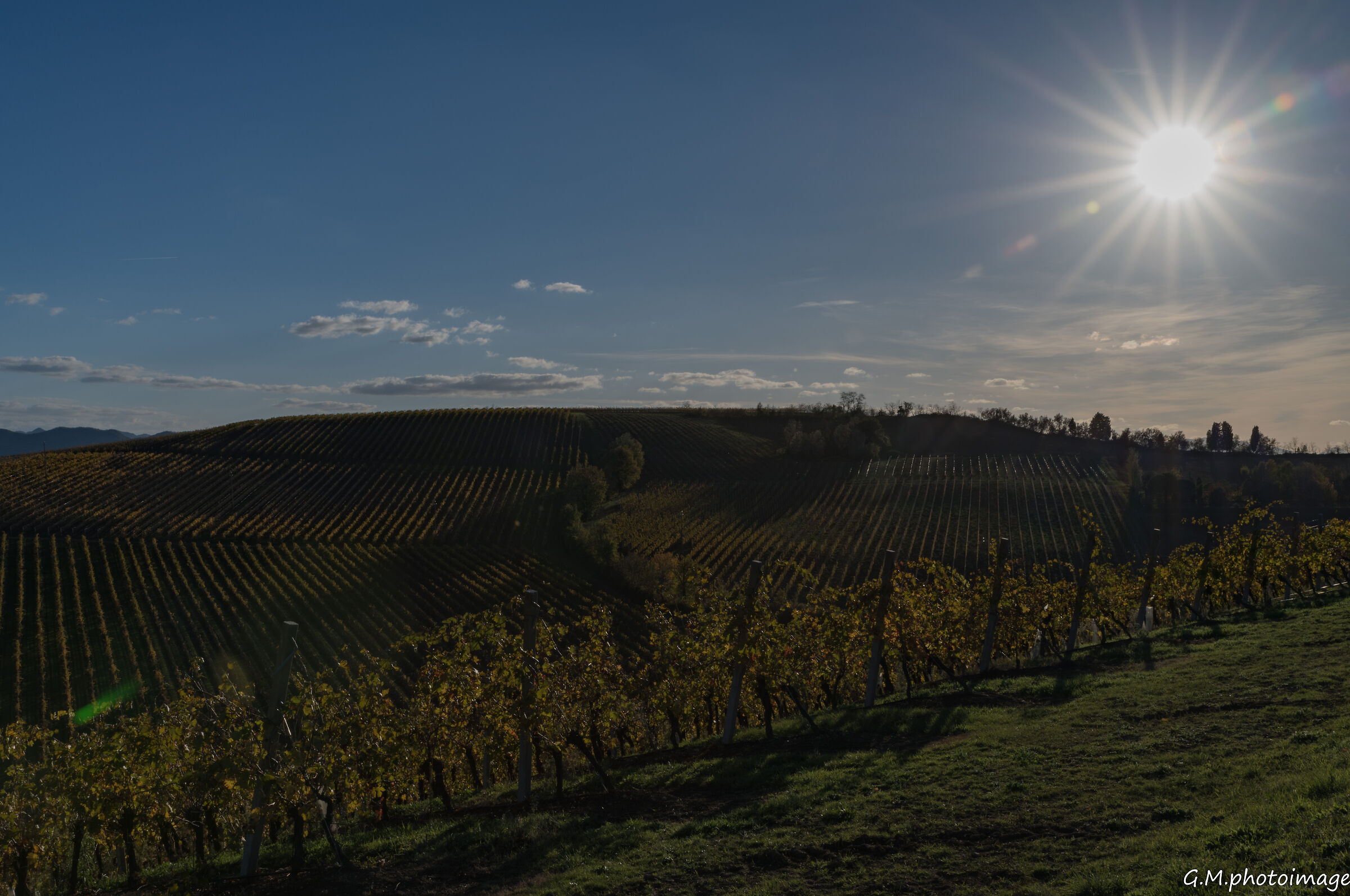 illuminated vineyards