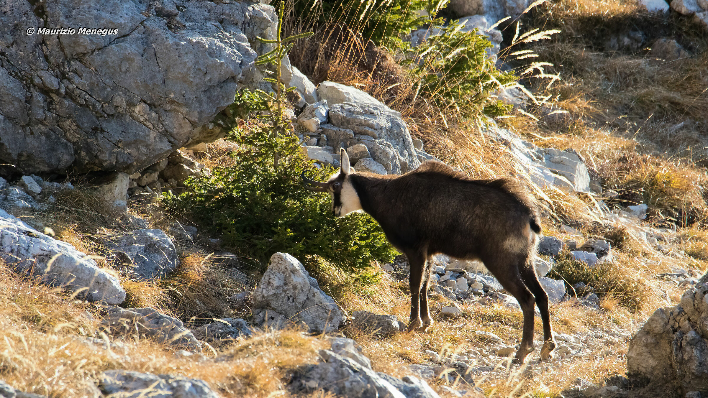 Marcatura del territorio