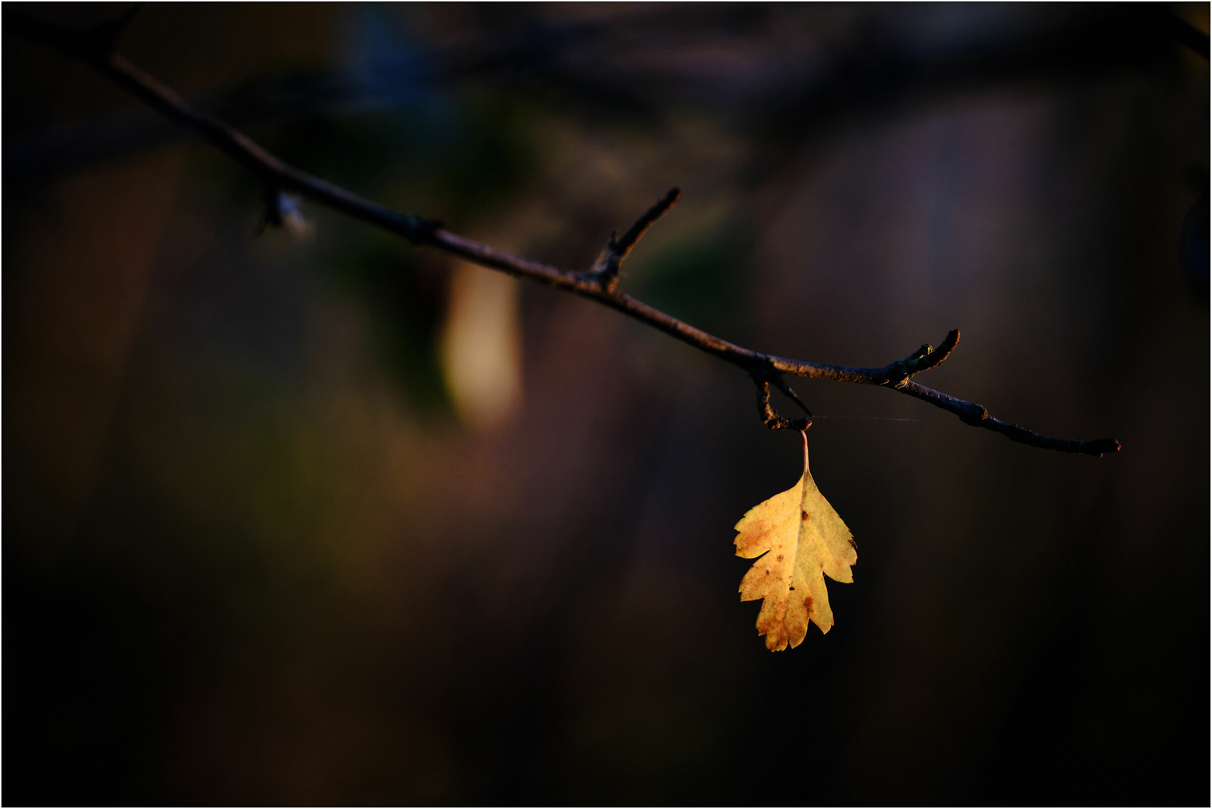 The last window of an epochal autumn...