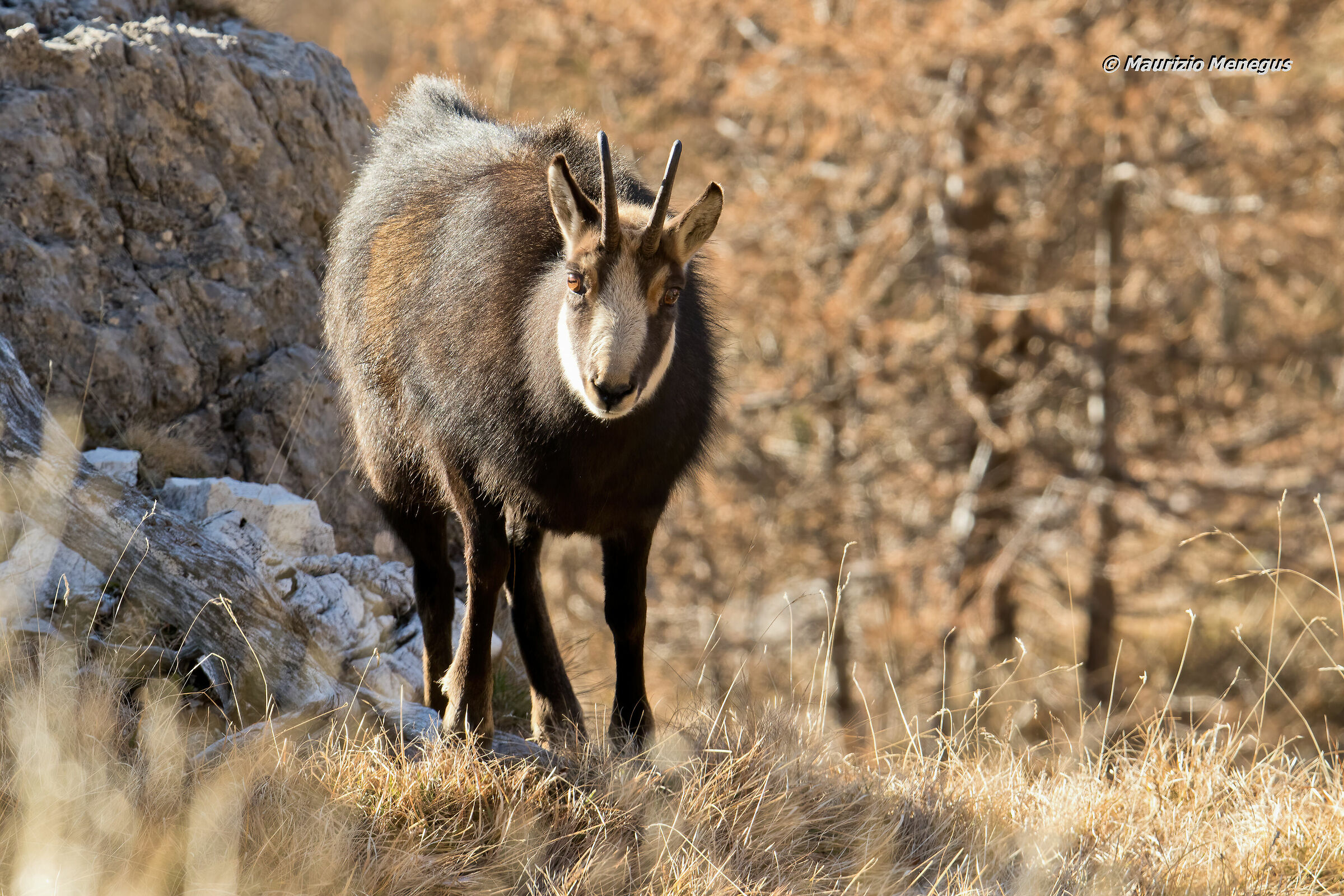 Il camoscio si avvicina