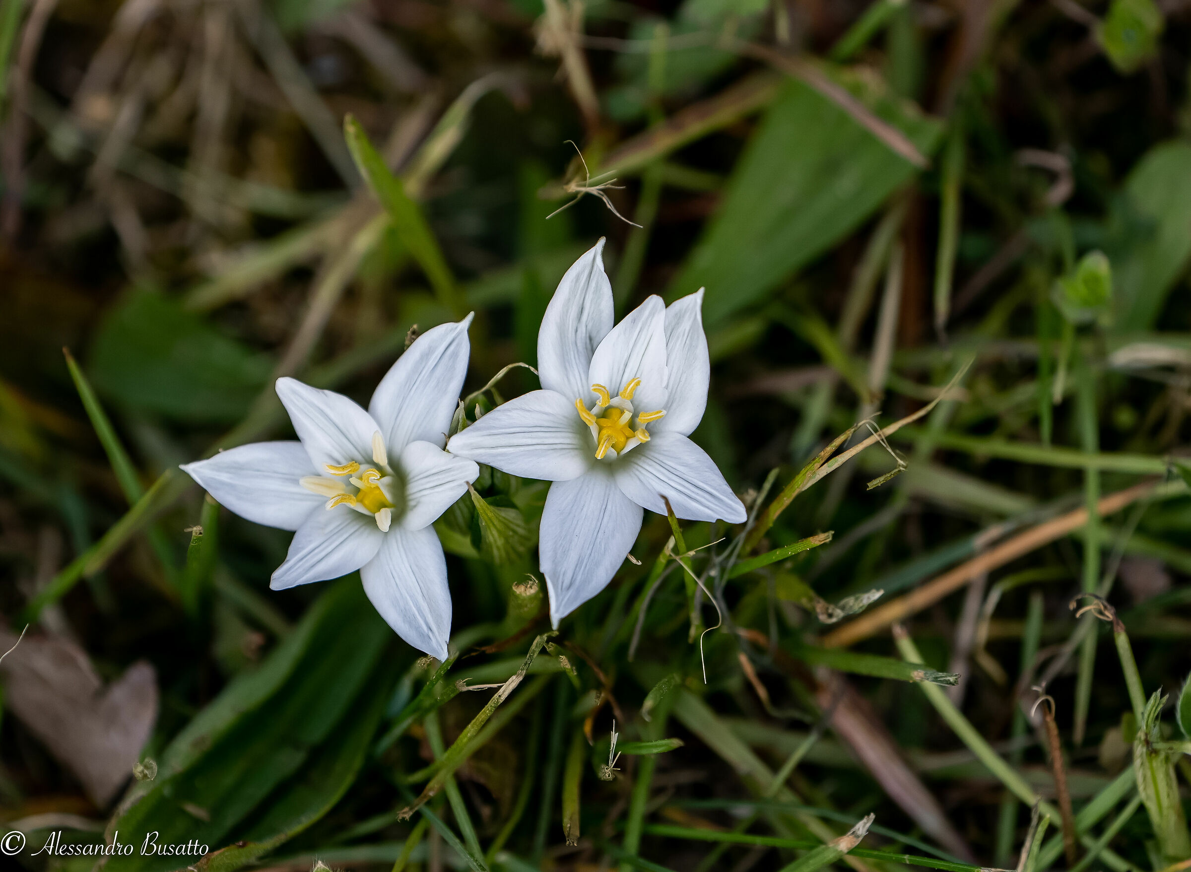 Ornithogalum umbellatum (asparagaceae)