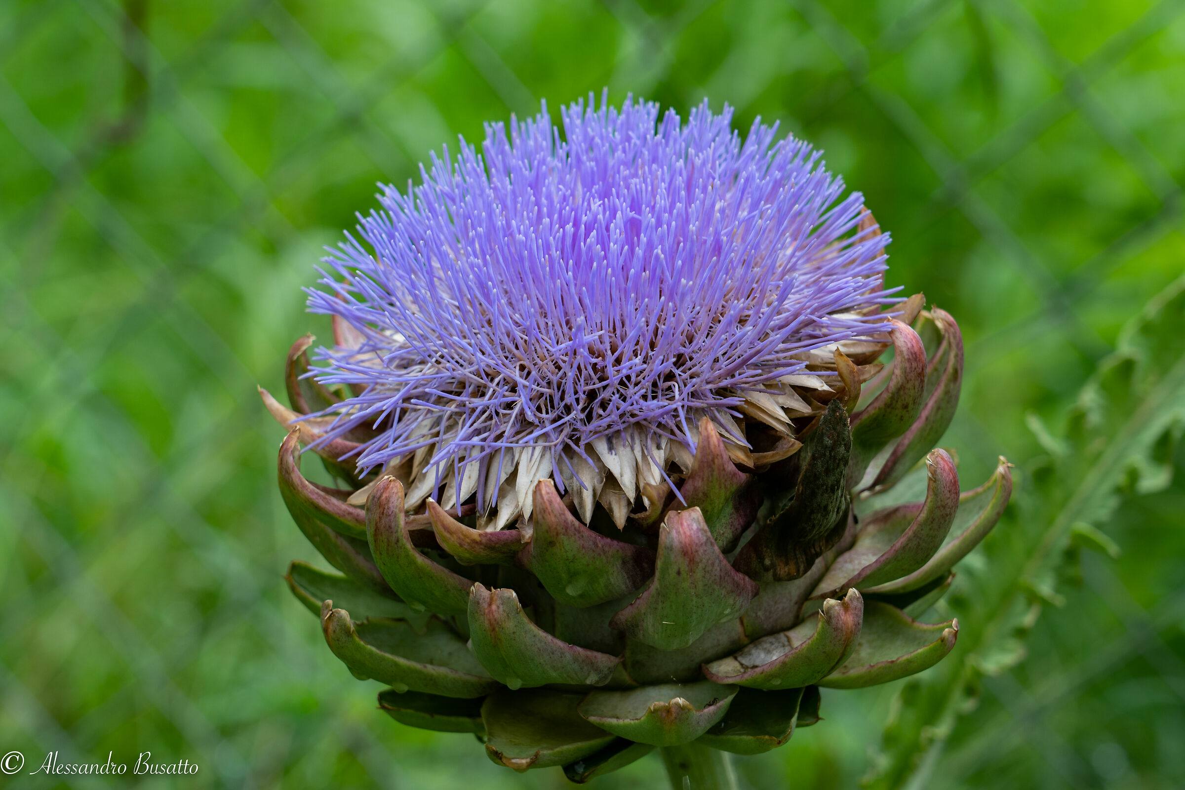 Articiocco (fiore del carciofo)