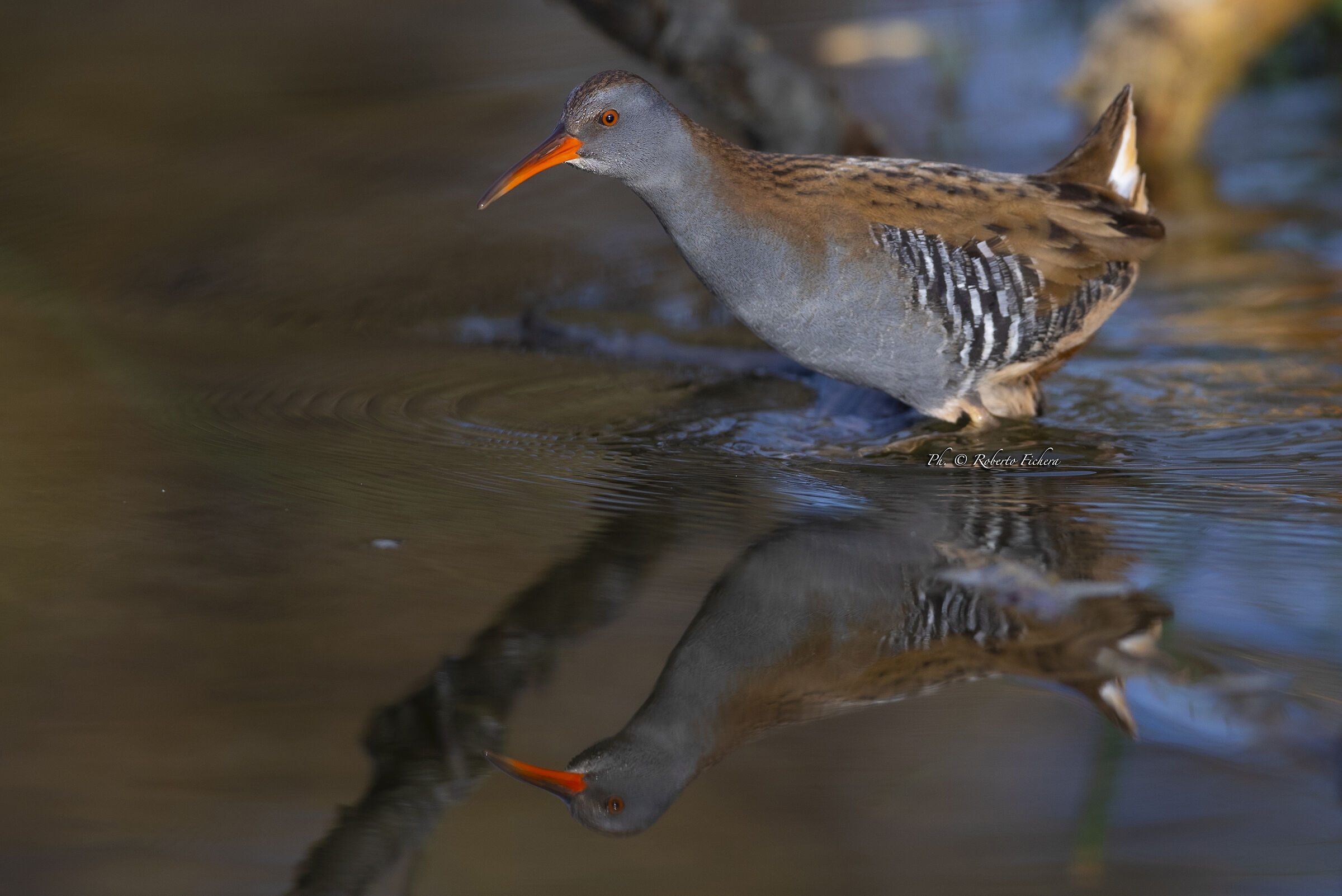 Porciglione Rallus aquaticus