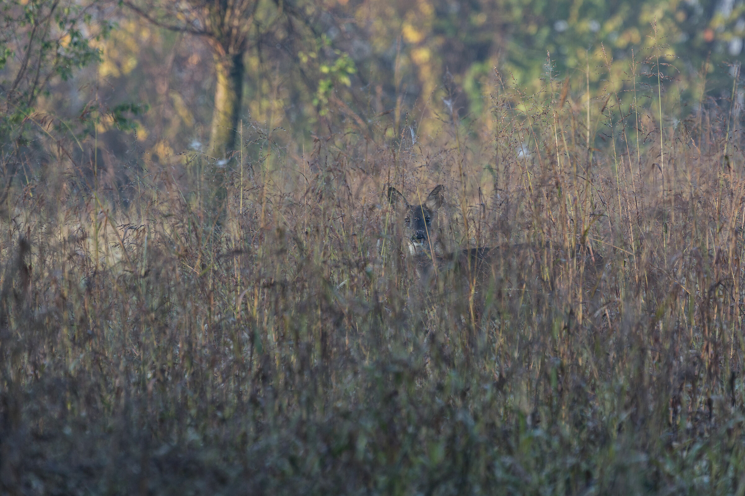 Camouflaged in bushes - Deer