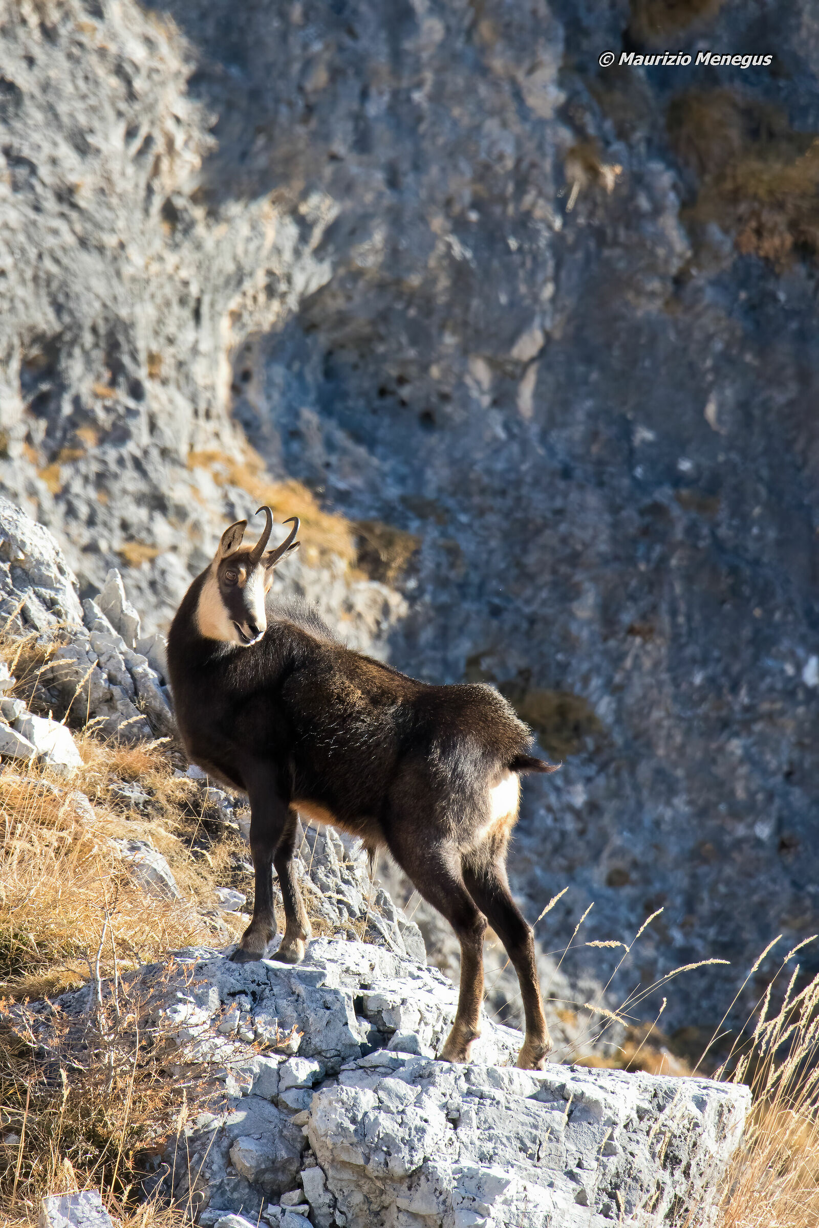 Camoscio alpino 13