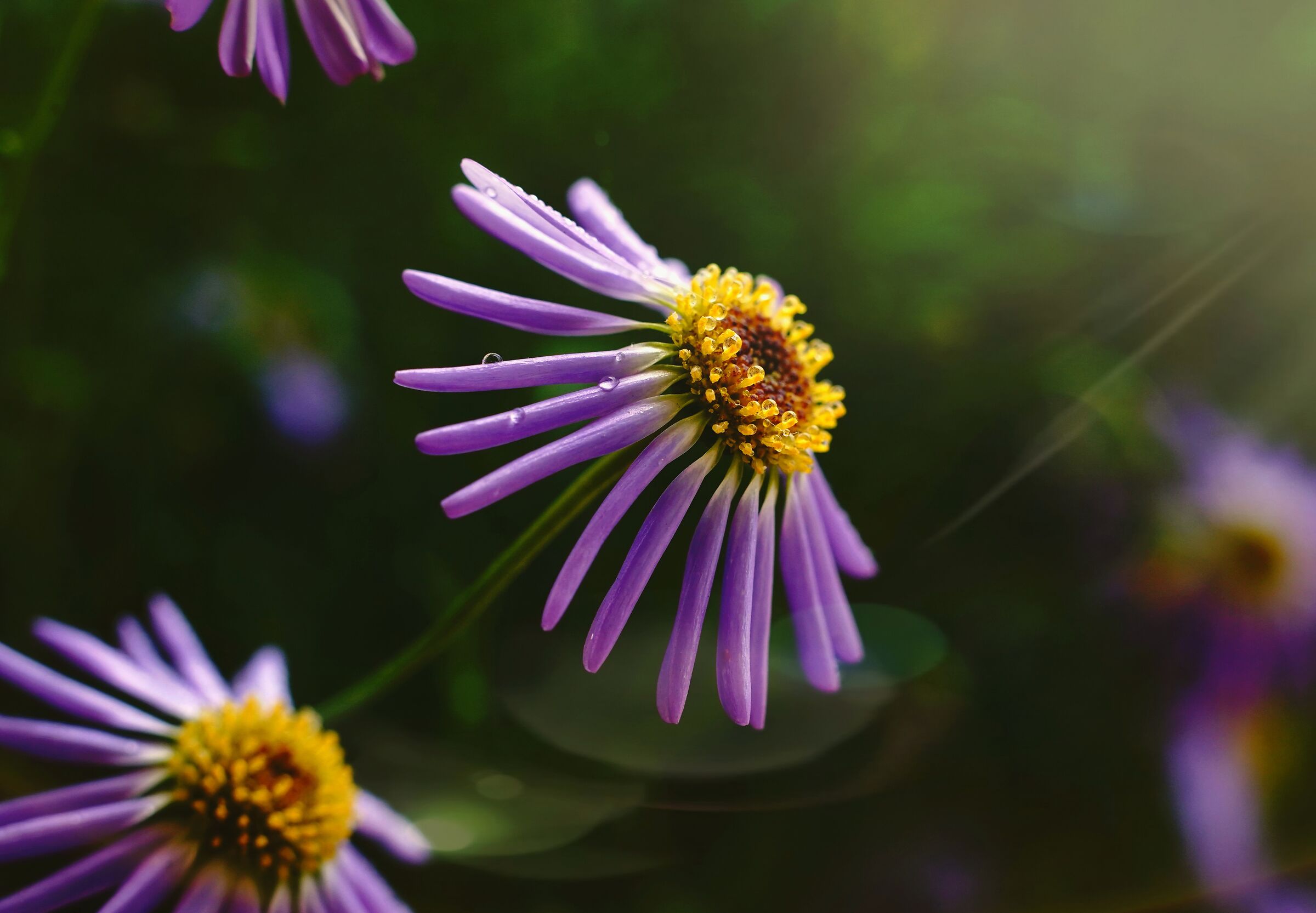 Chamomile