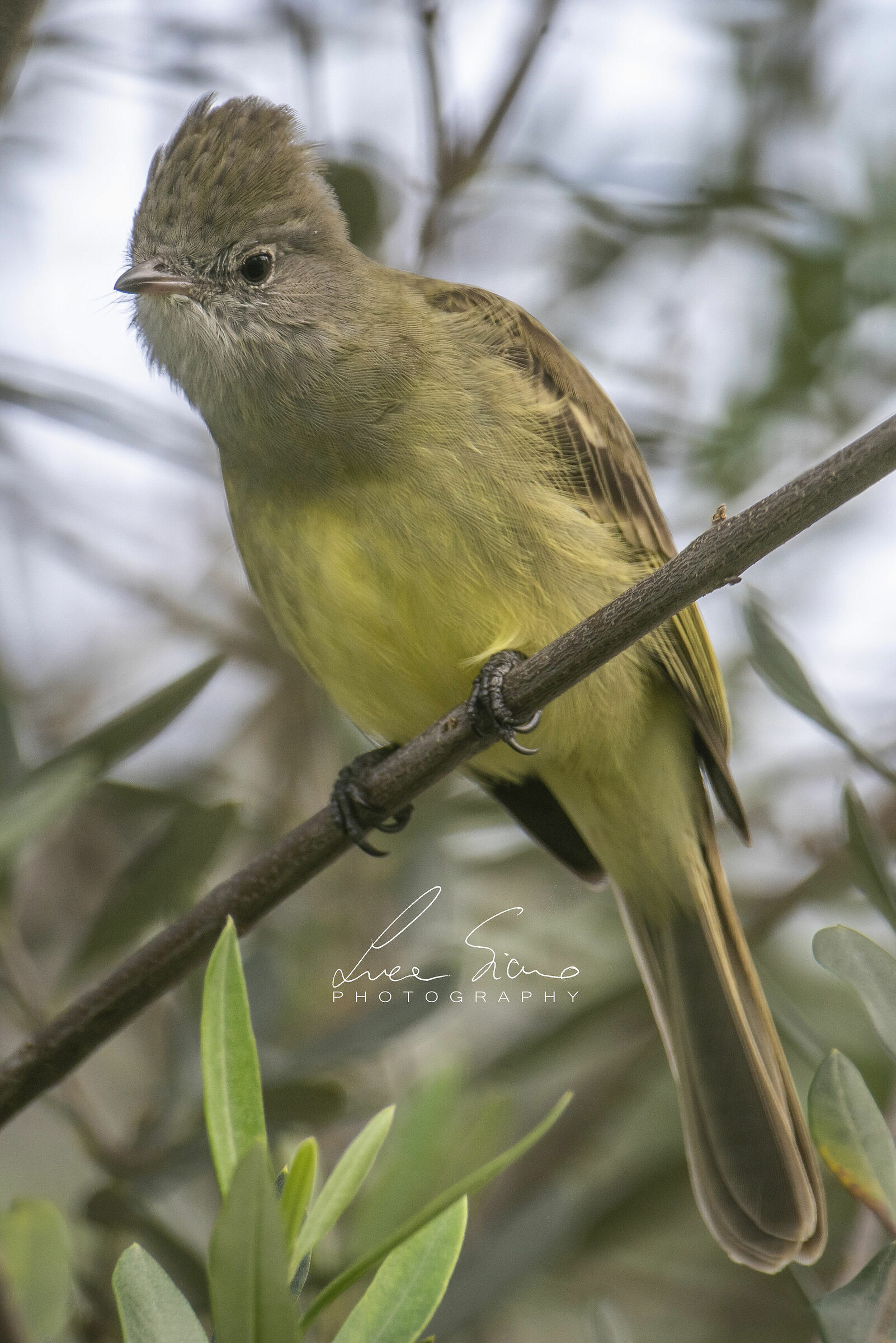 Elaenia flavogaster or yellow-bellied Elenia