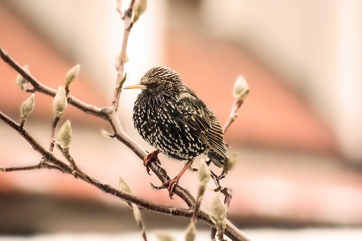 Reversal in the garden of my house